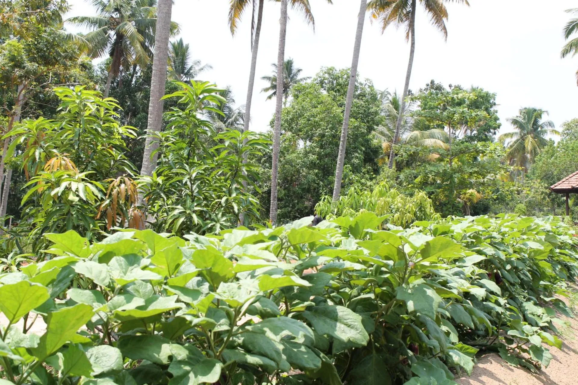 Garden view in Abad Turtle Beach