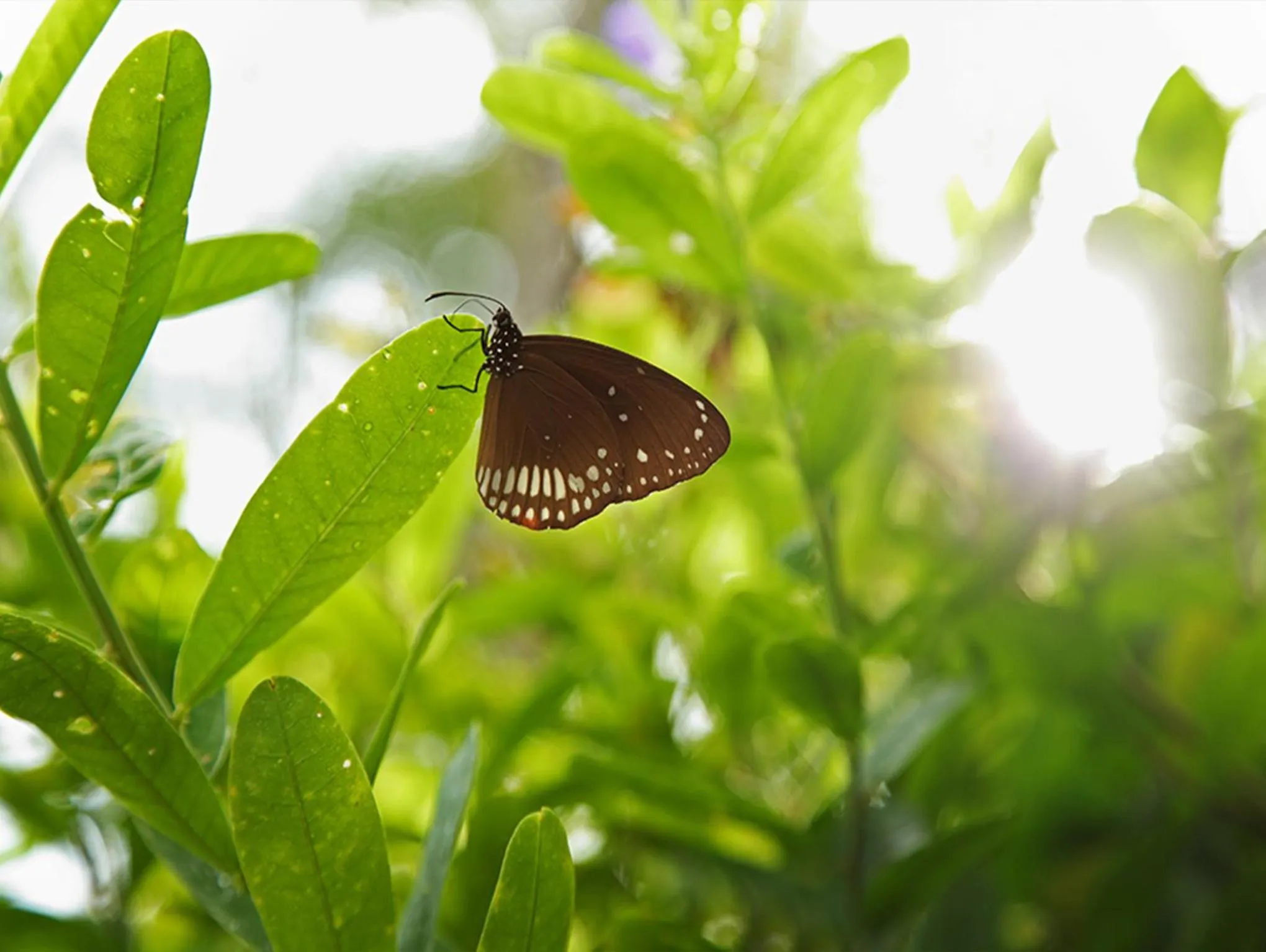 Natural landscape in Abad Turtle Beach