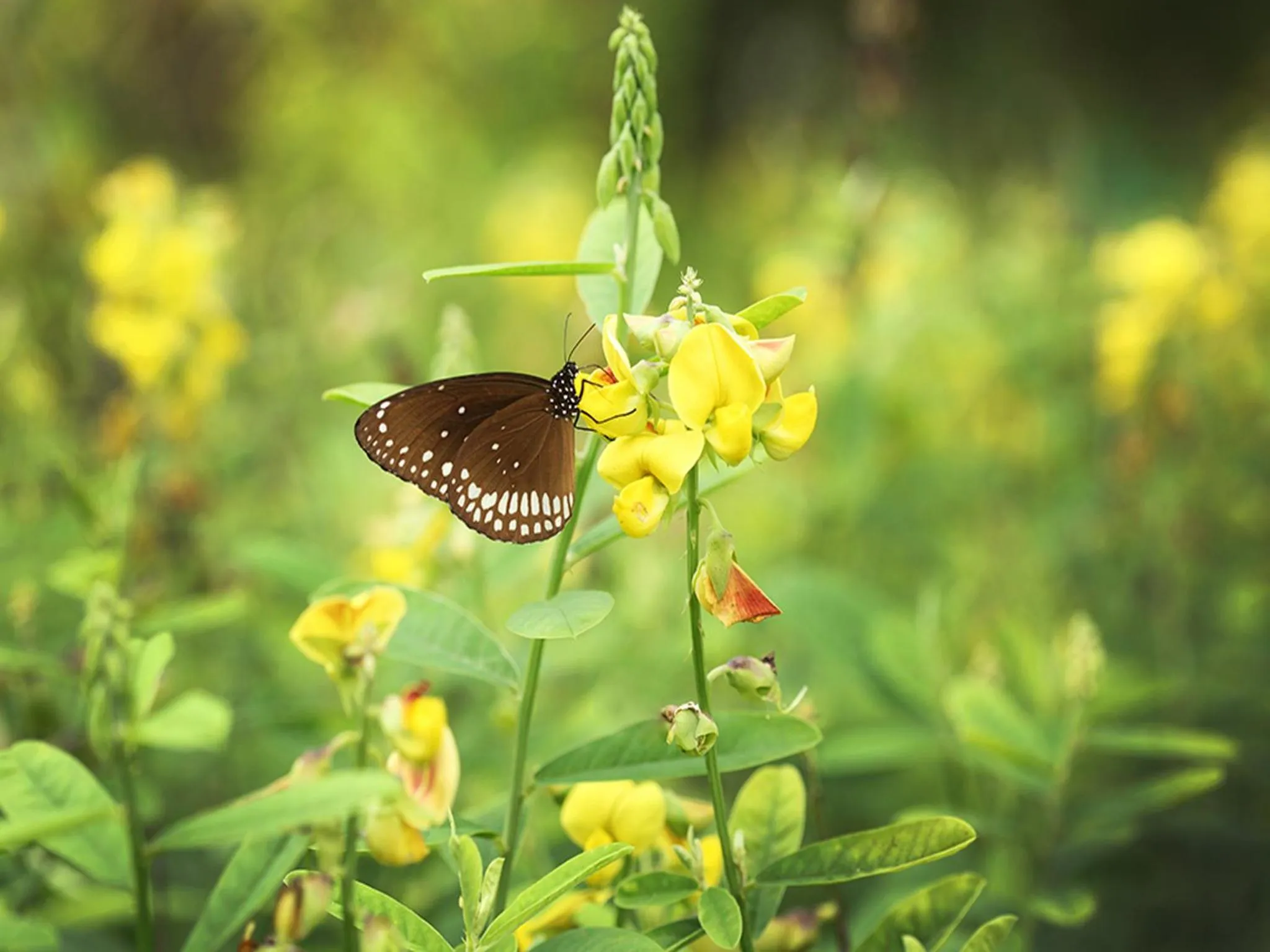 Day in Abad Turtle Beach