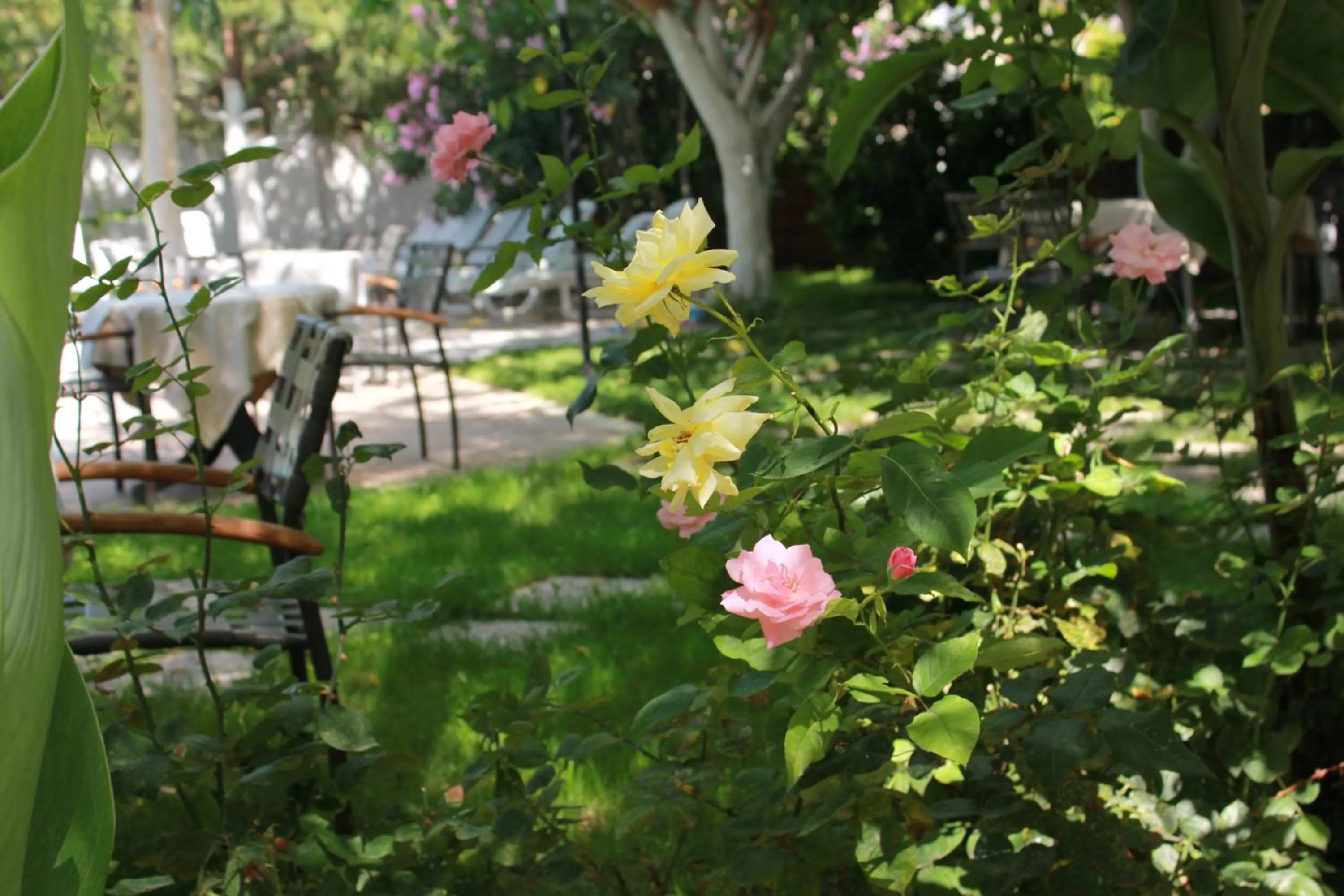 Garden in Hotel Vanilla