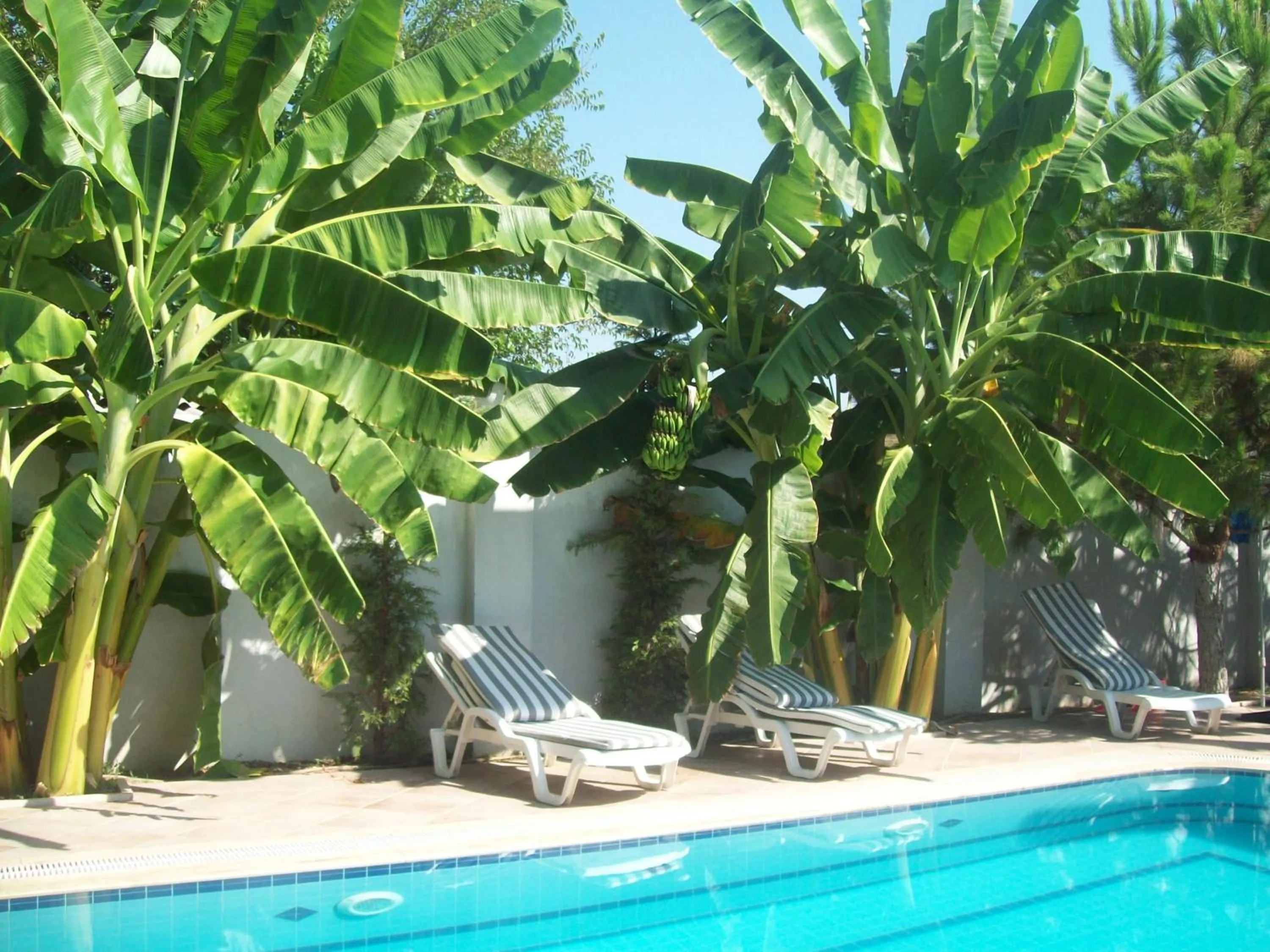 Swimming pool in Hotel Vanilla