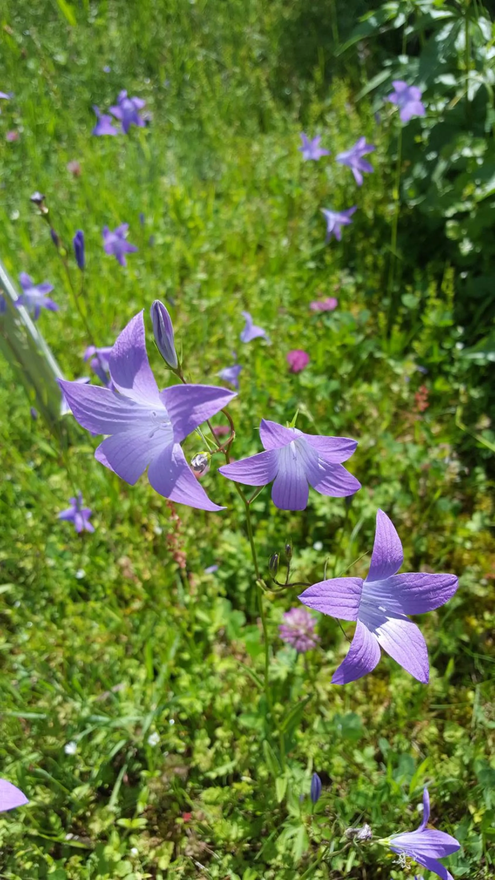 Garden in Hotel Wieser