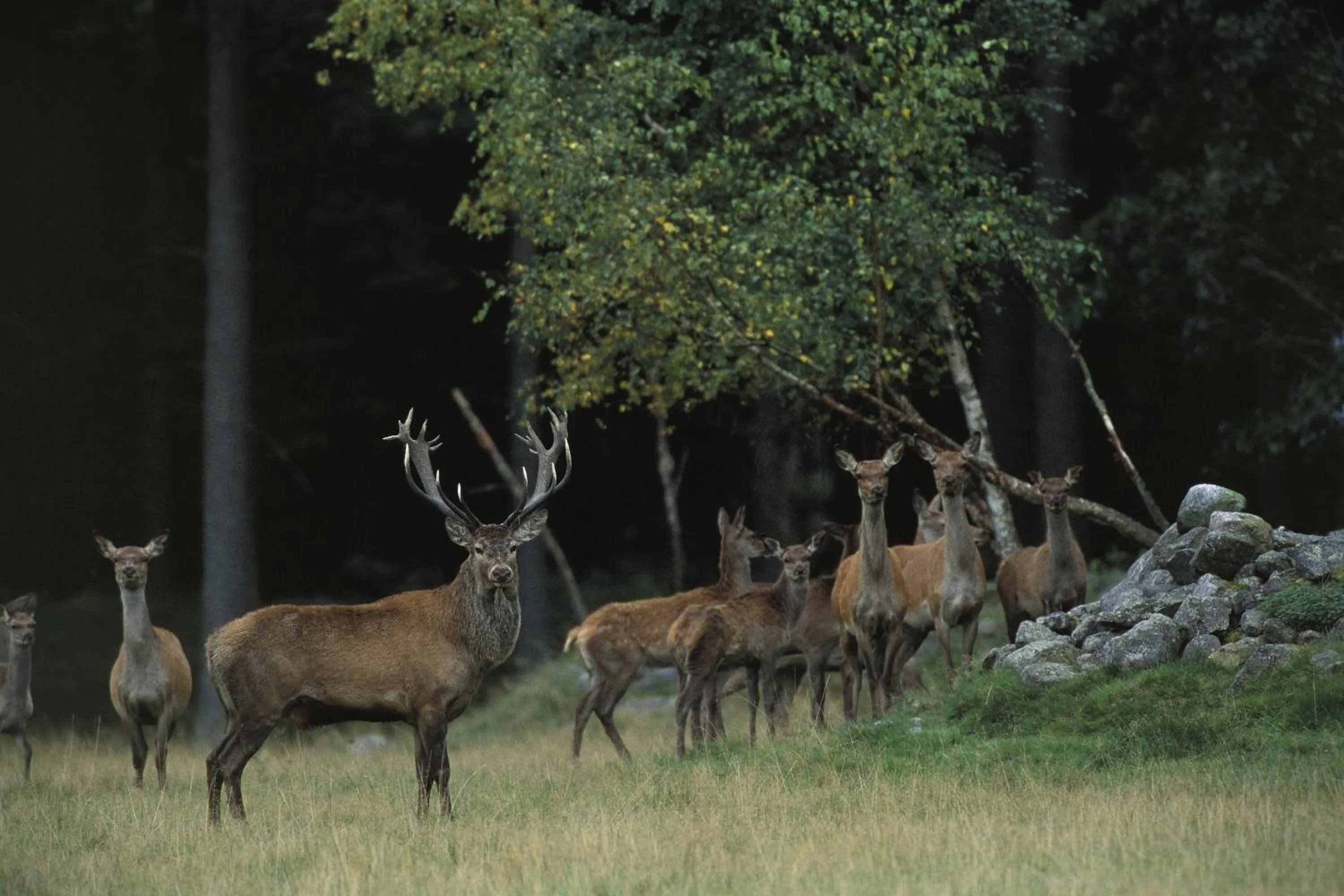 View (from property/room) in Kuskahusen vandrarhem
