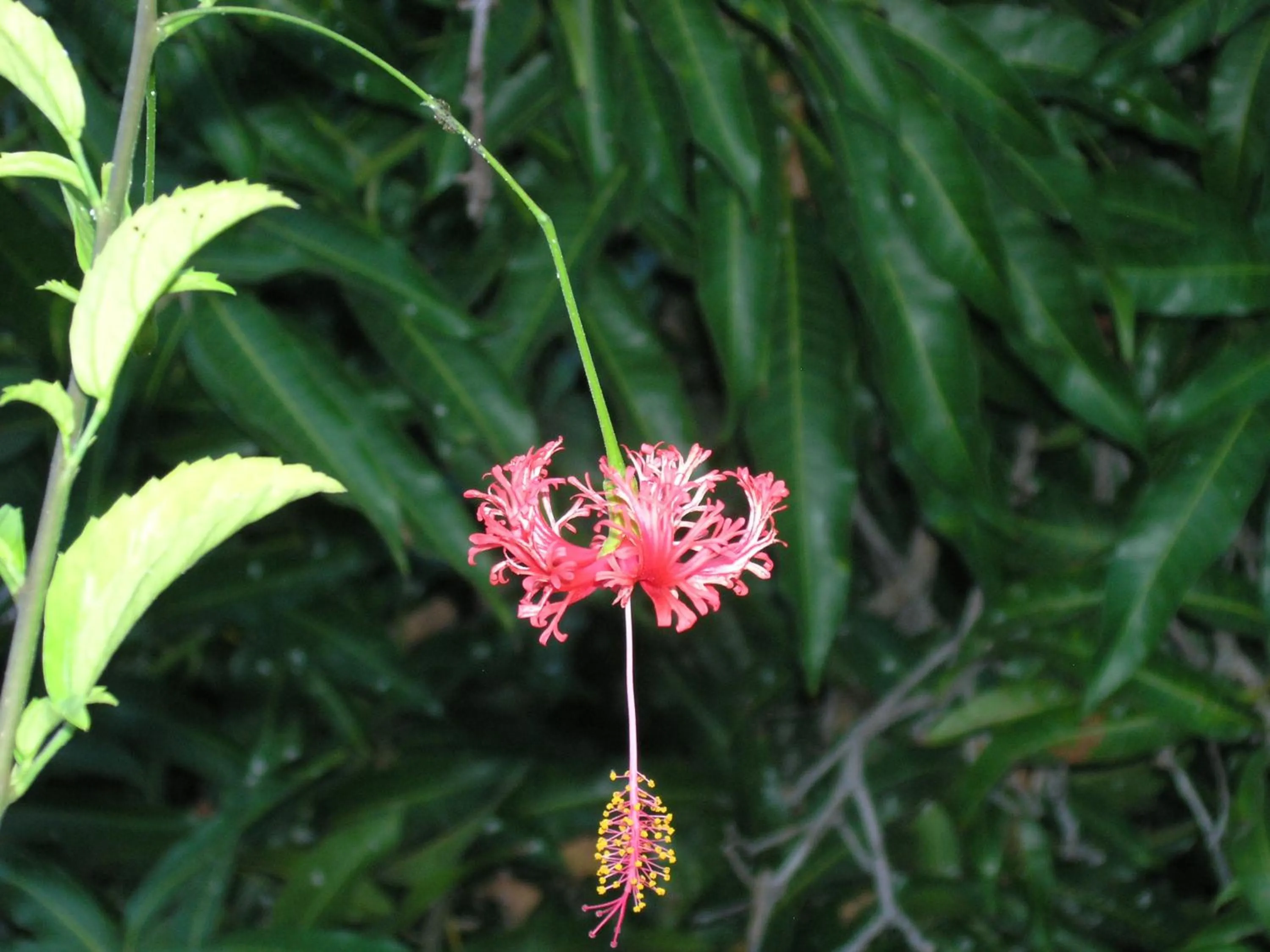 Garden in Hotel Jardín Concha