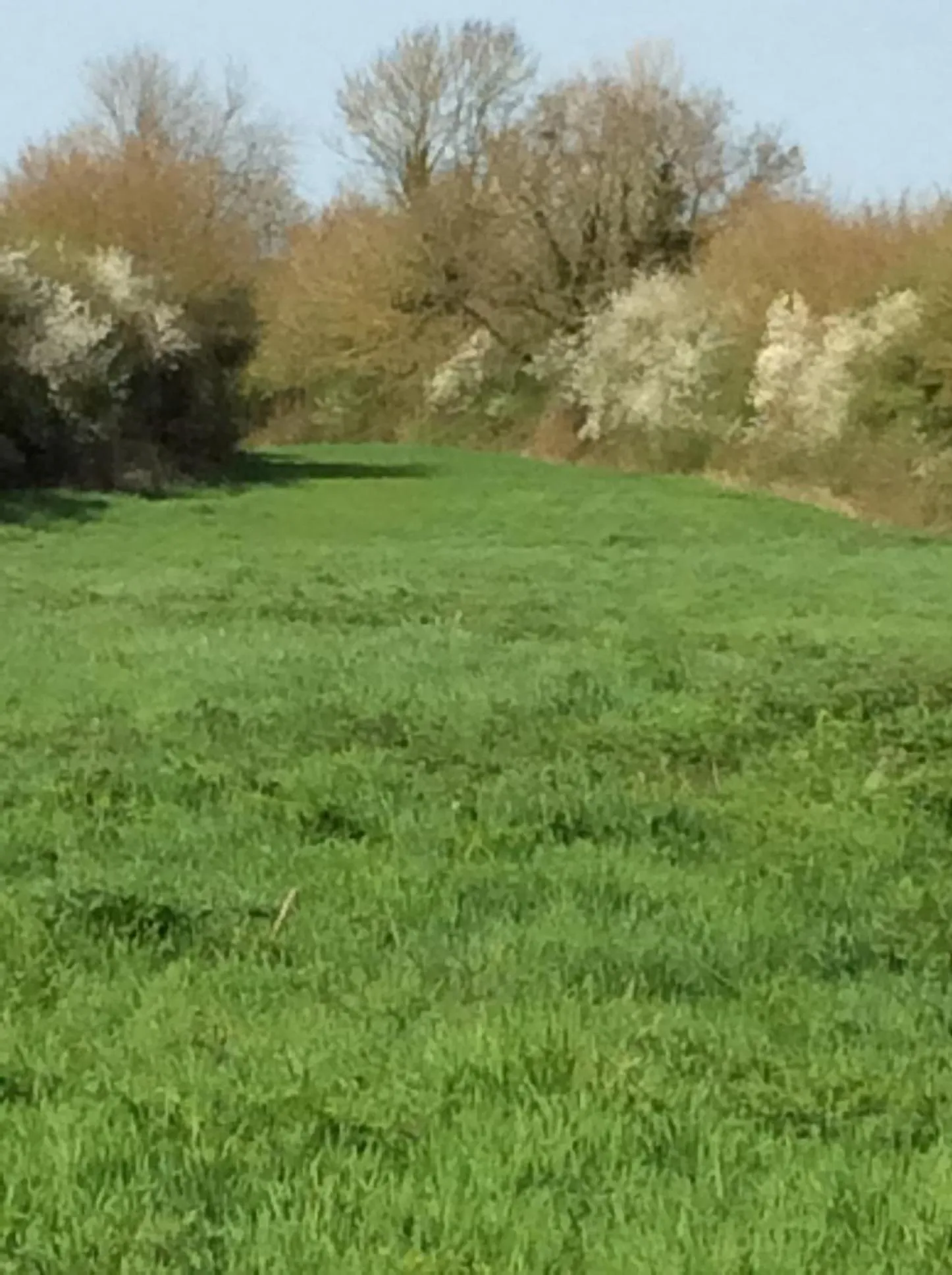 Natural landscape in Waldegrave farm