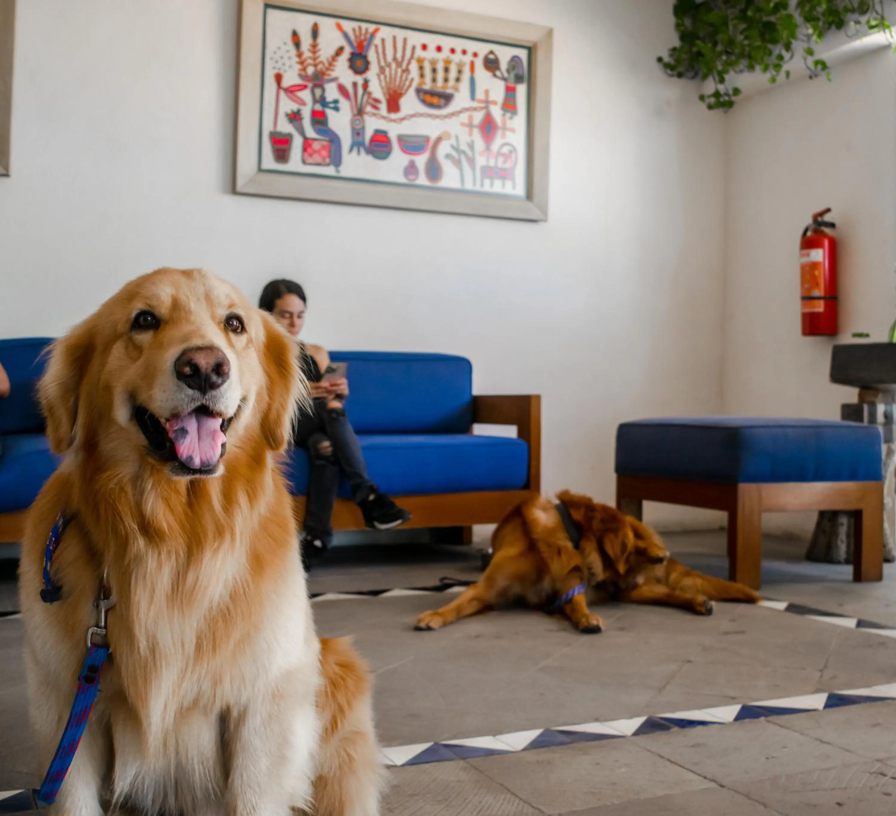 pet friendly in Puerto de Luna Pet Friendly and Family Suites