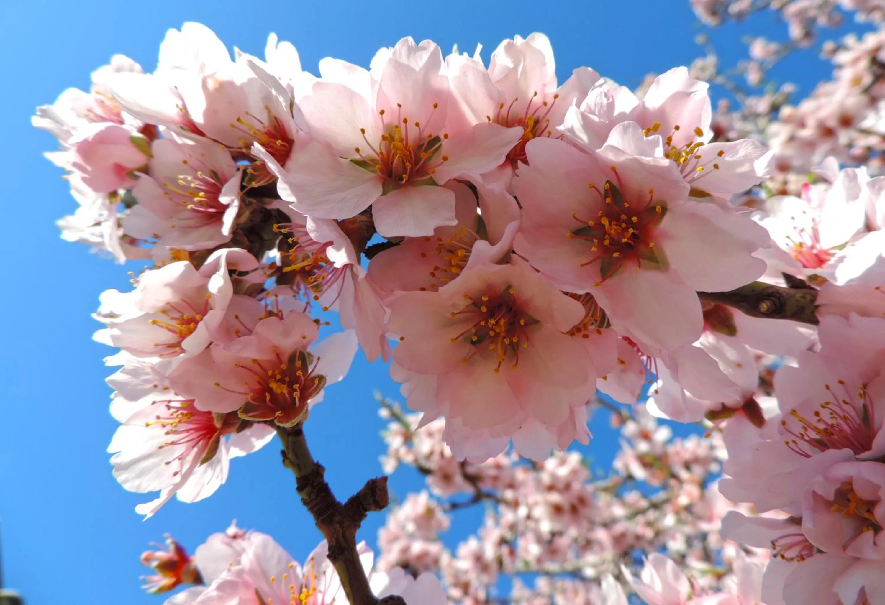 Nearby landmark in Marblau Mallorca