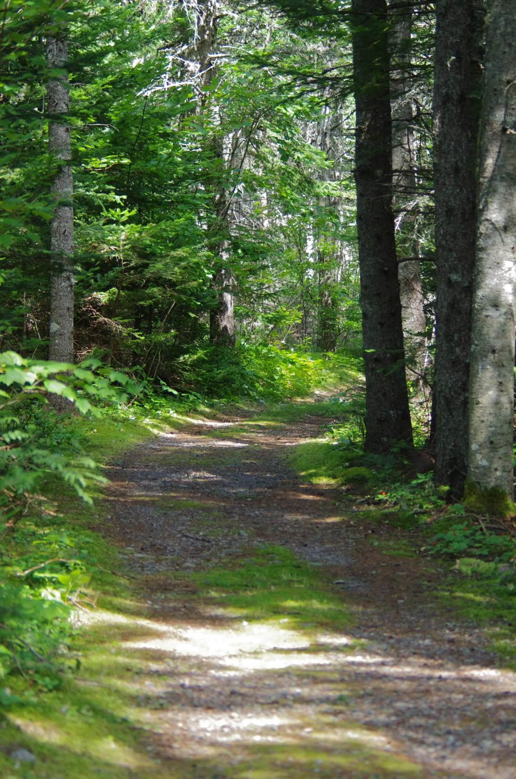 Area and facilities in Silver Dart Lodge