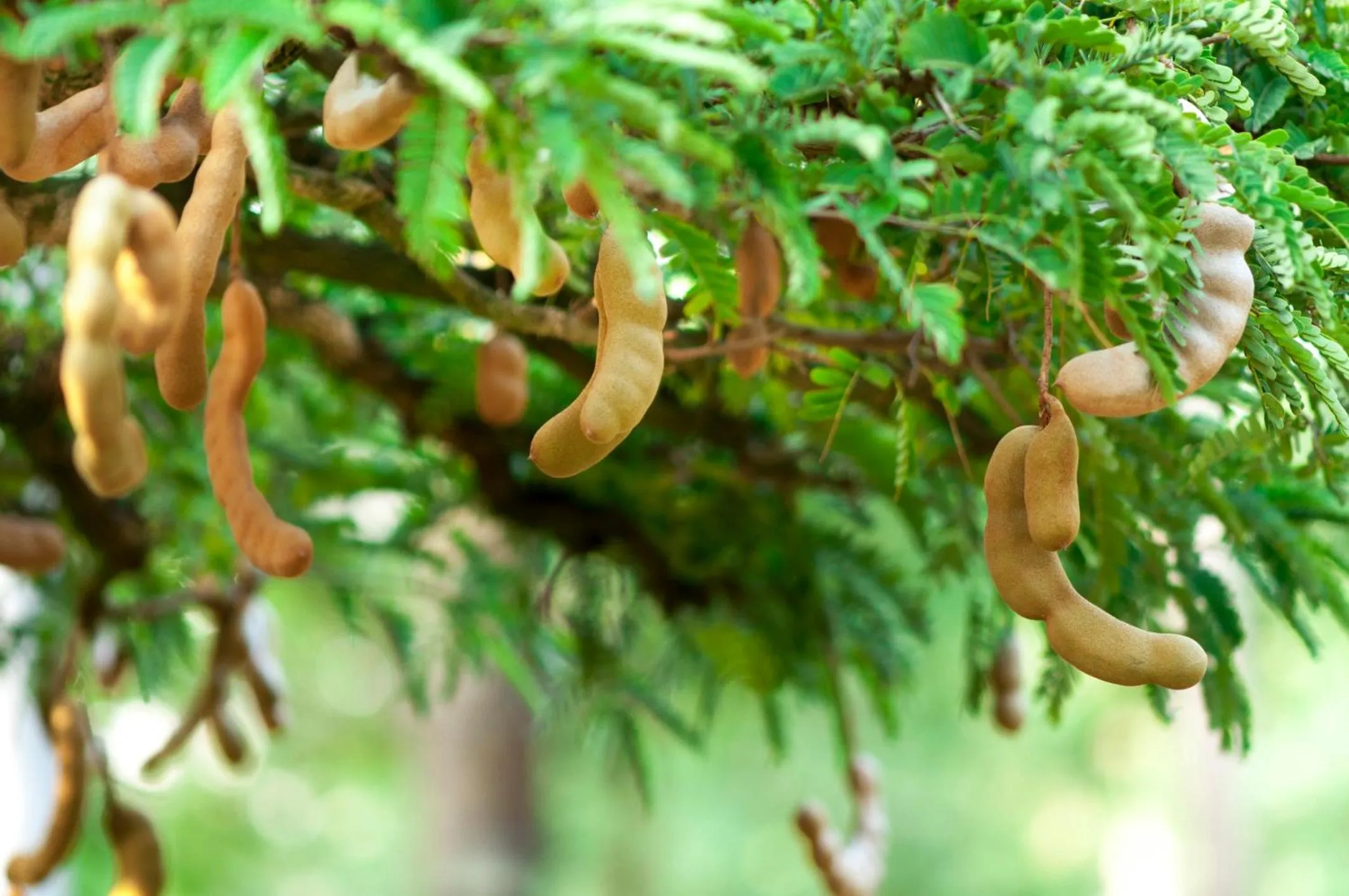 Garden in Tamarind Tamarind Resort, Tourist Board Approved