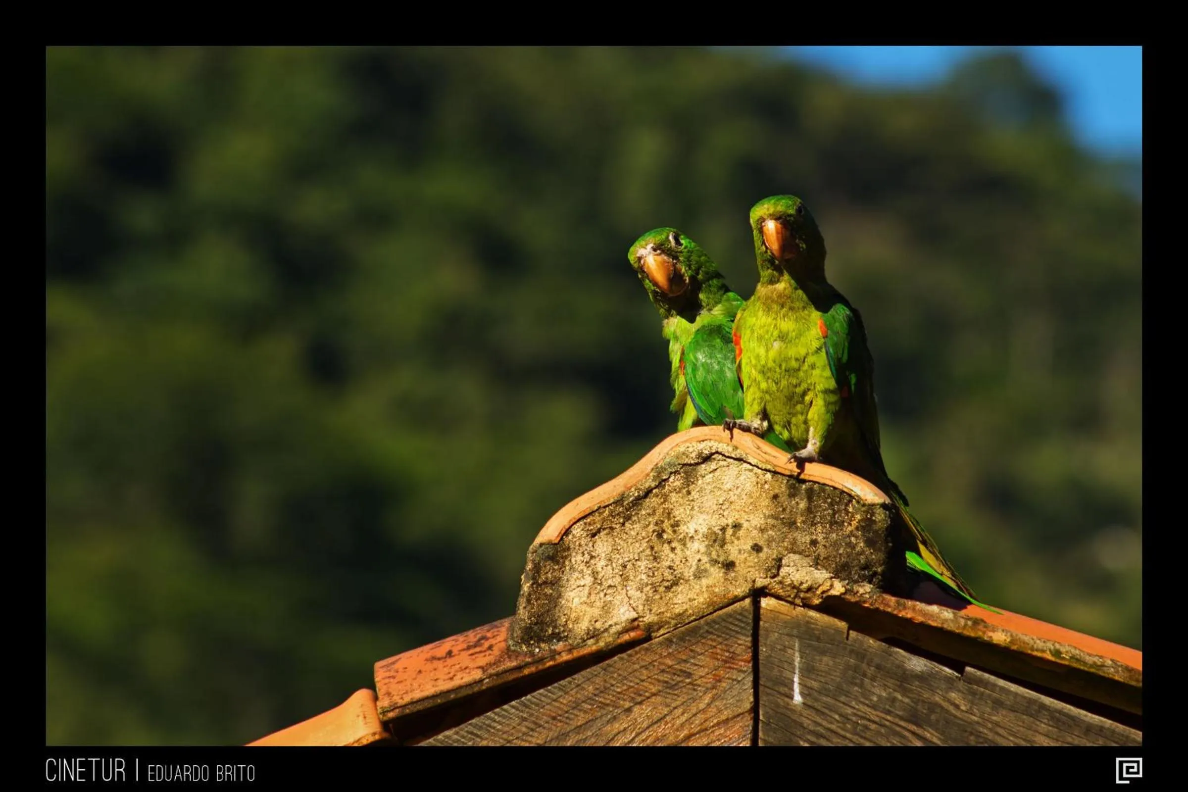 Animals in Pousada Paraíso Açú