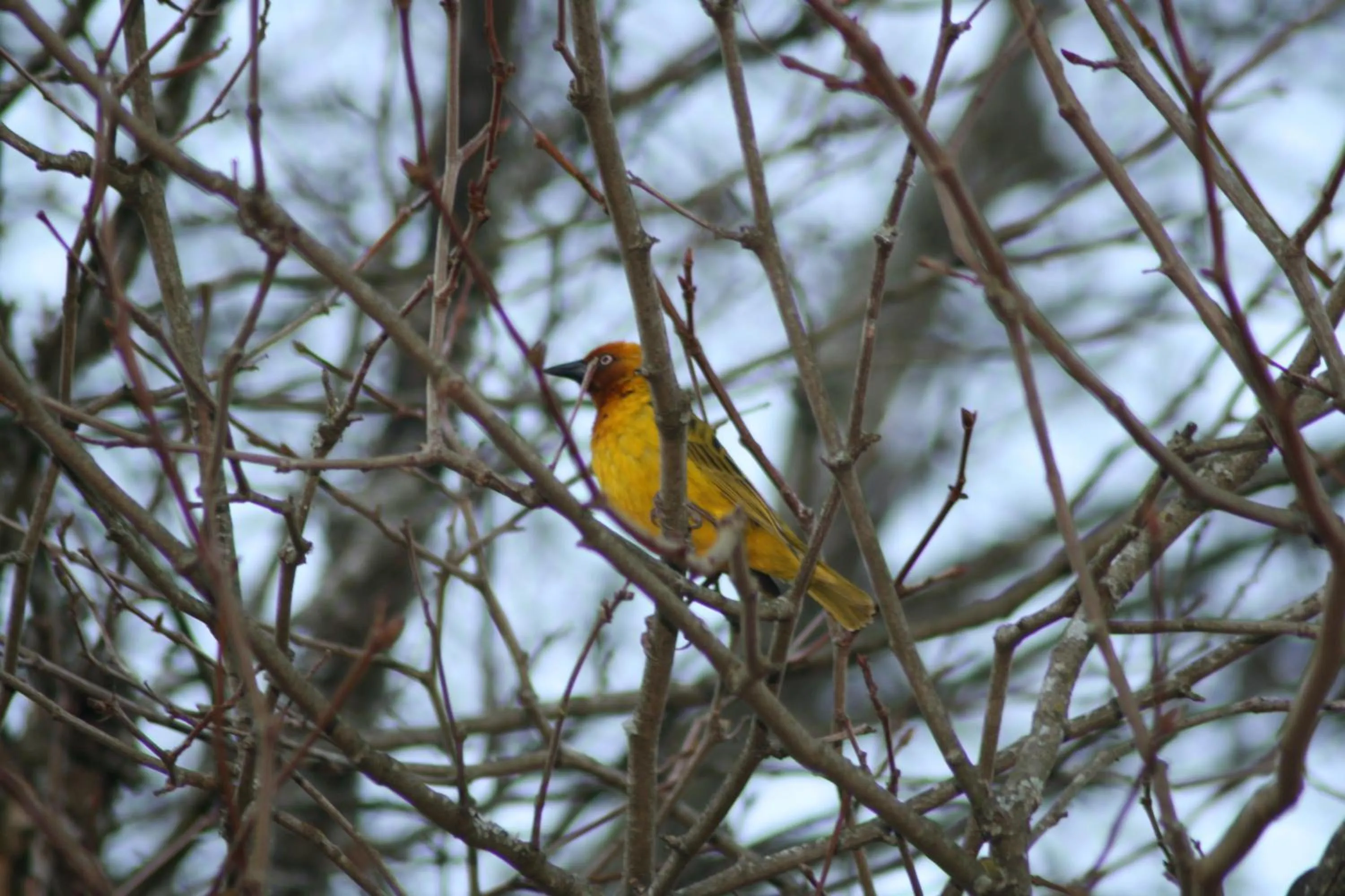 Animals in Curry's Post Bed & Breakfast