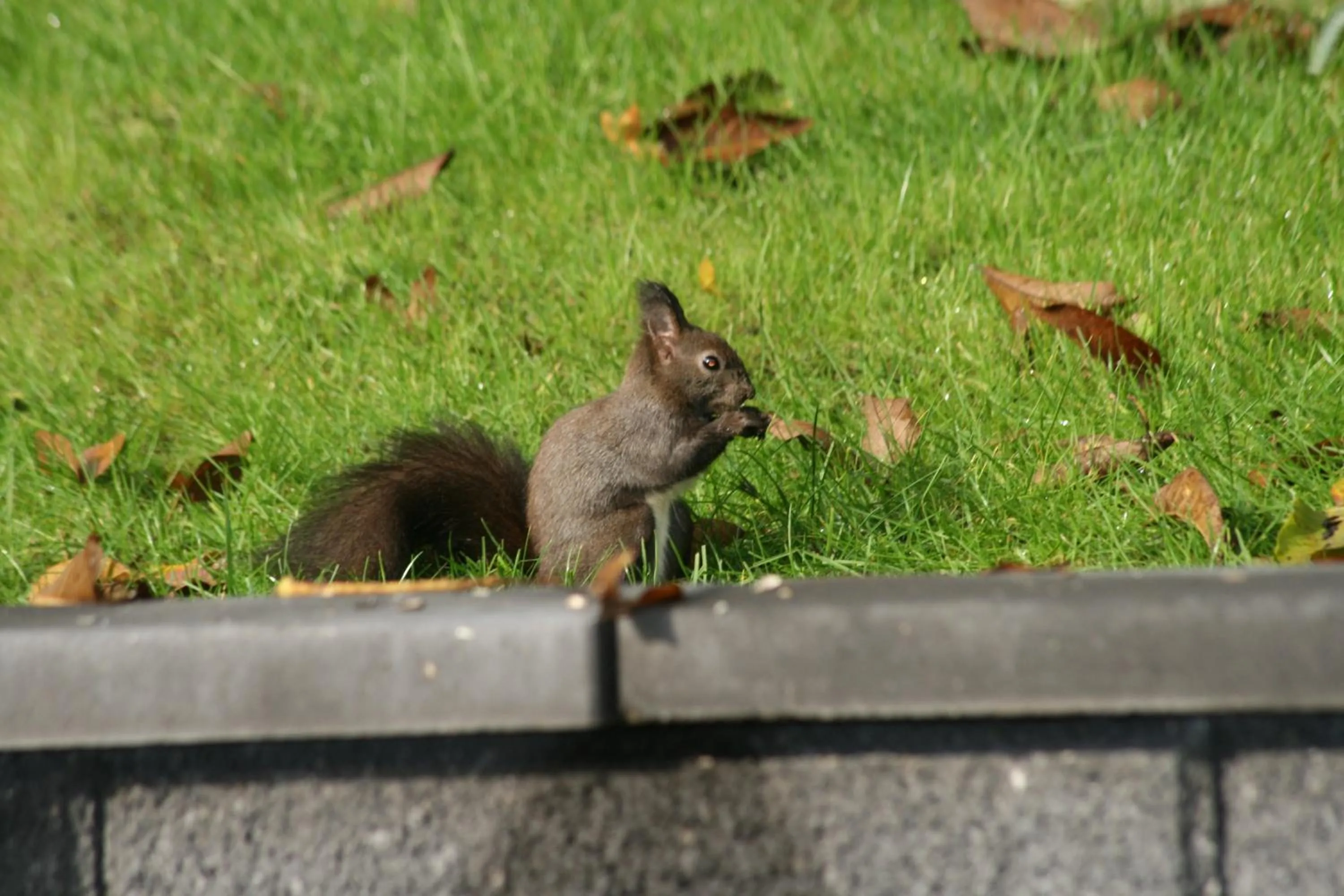 Animals in B&B Arlesbrunnen
