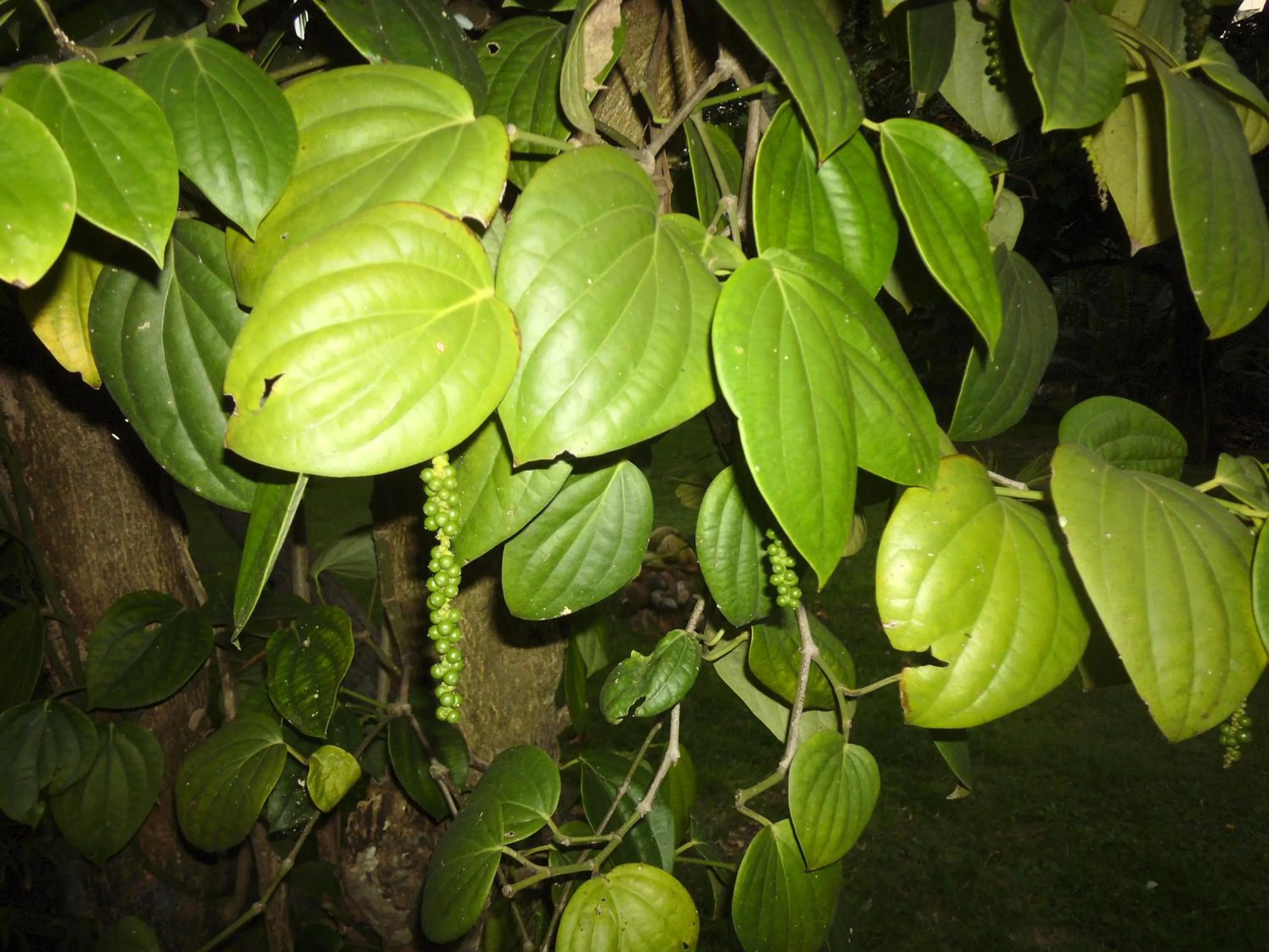 Garden in Mama's Hostel by Taprobane