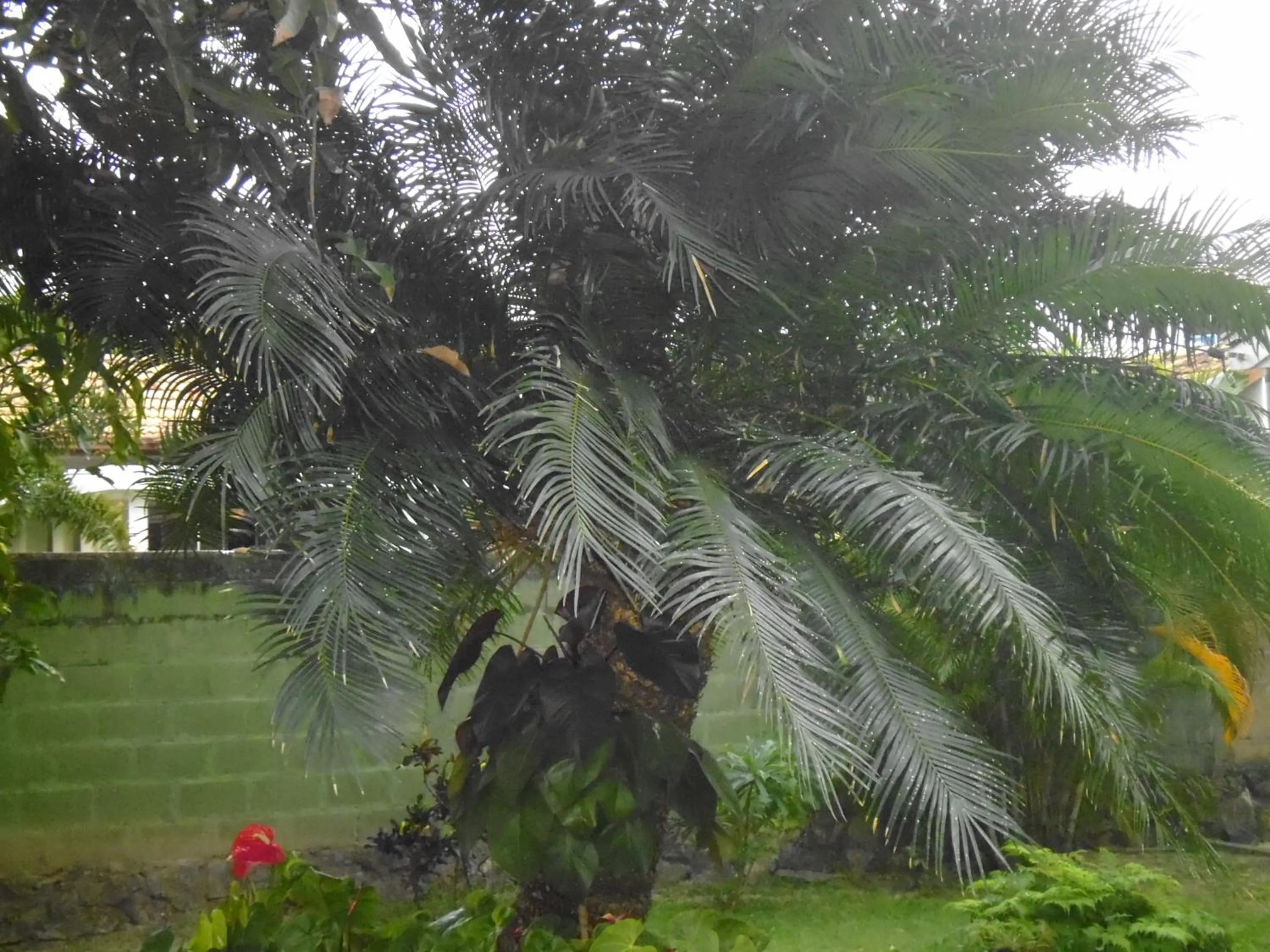 Day in Mama's Hostel by Taprobane