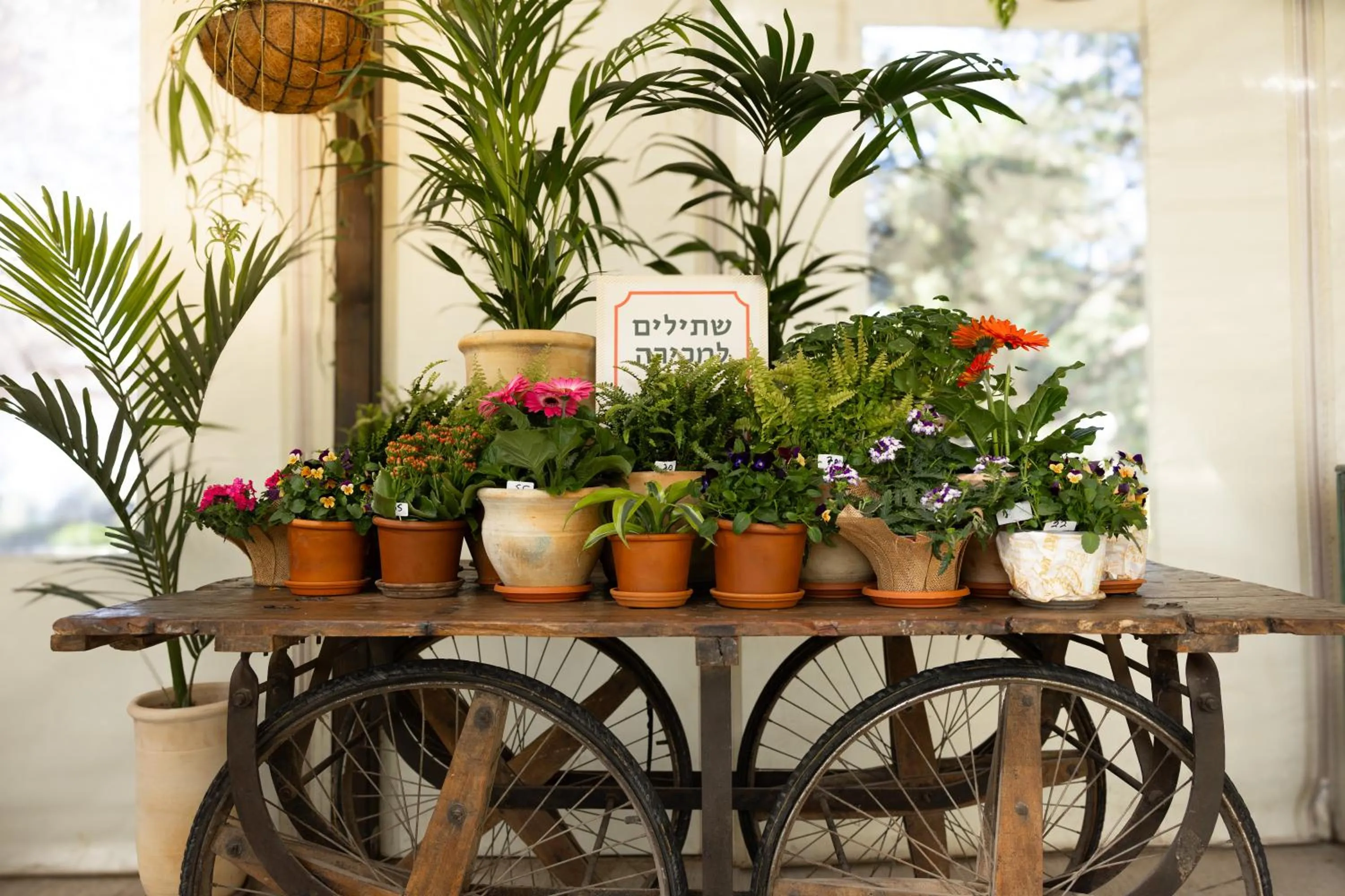 Garden in Beit Oren Hotel