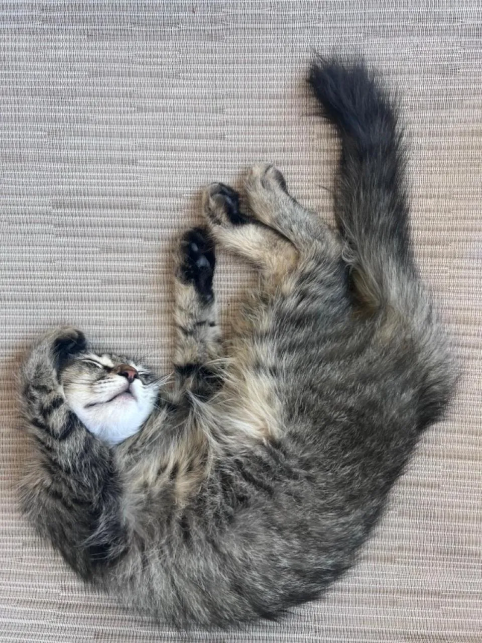 Pets in SCALA APARTS & STUDIOS - Rhodes