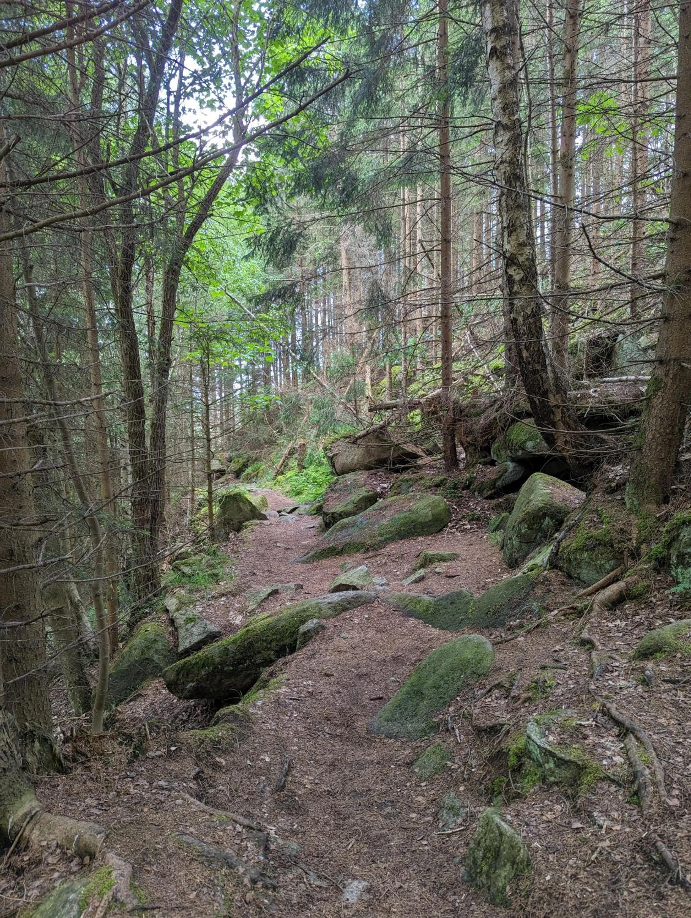 Hiking in Waldgasthaus & Berghotel Steinerne Renne