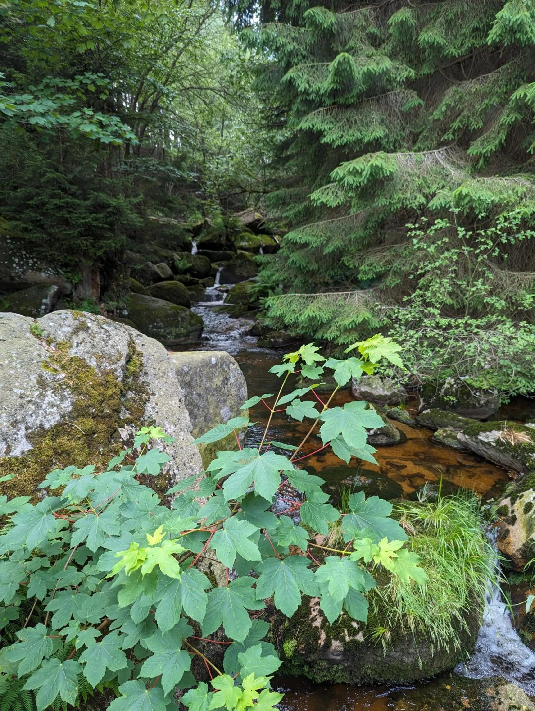 Natural landscape in Waldgasthaus & Berghotel Steinerne Renne