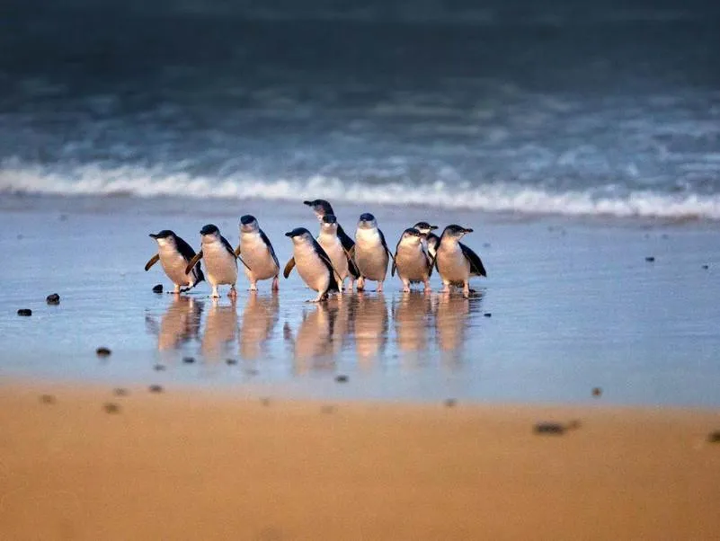 Coachman Motel and Holiday Units