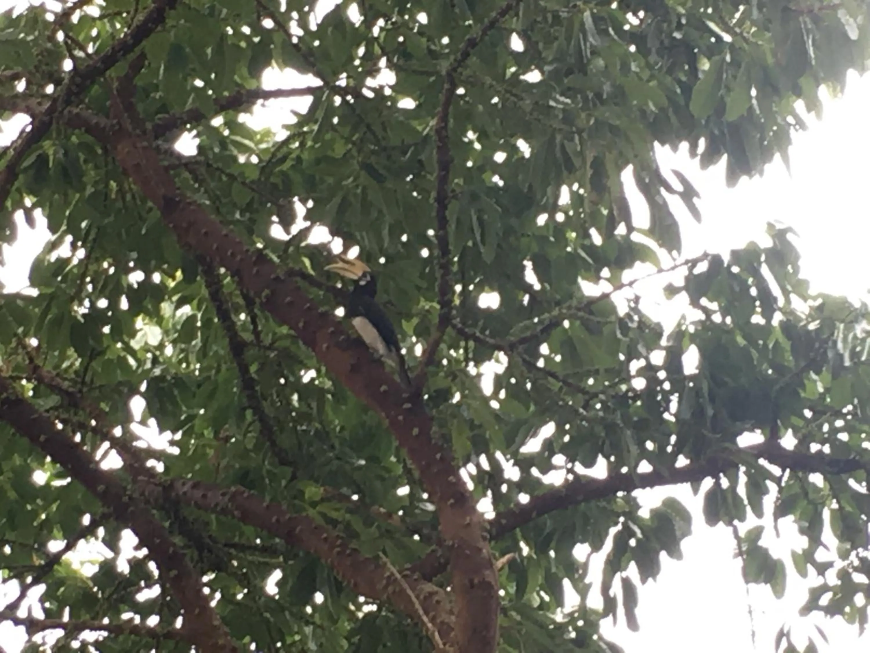 Mama's Bungalows Koh Chang Ranong