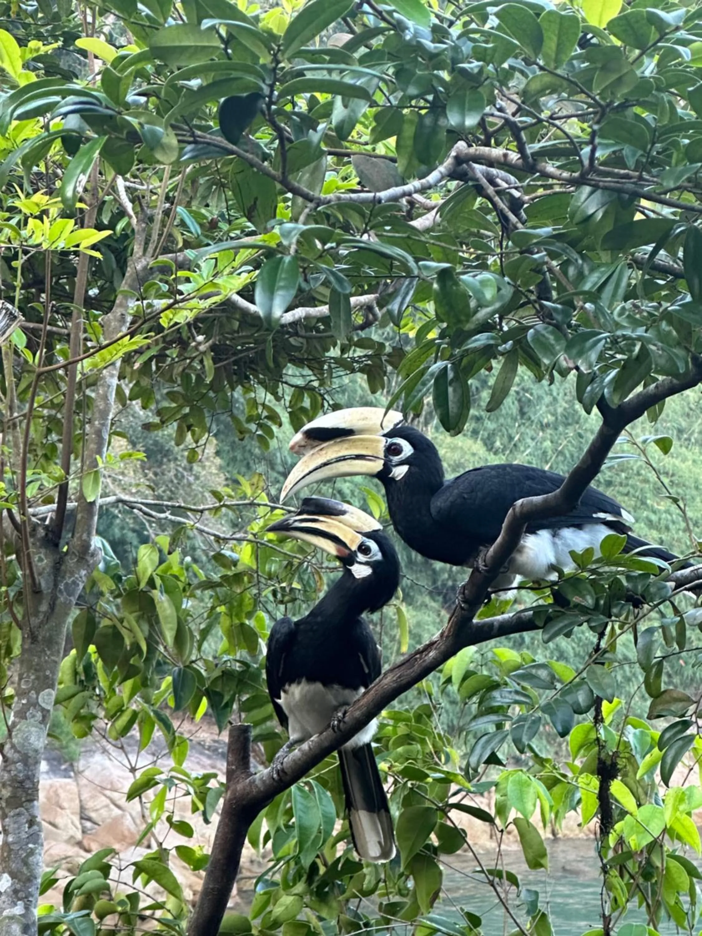 Mama's Bungalows Koh Chang Ranong