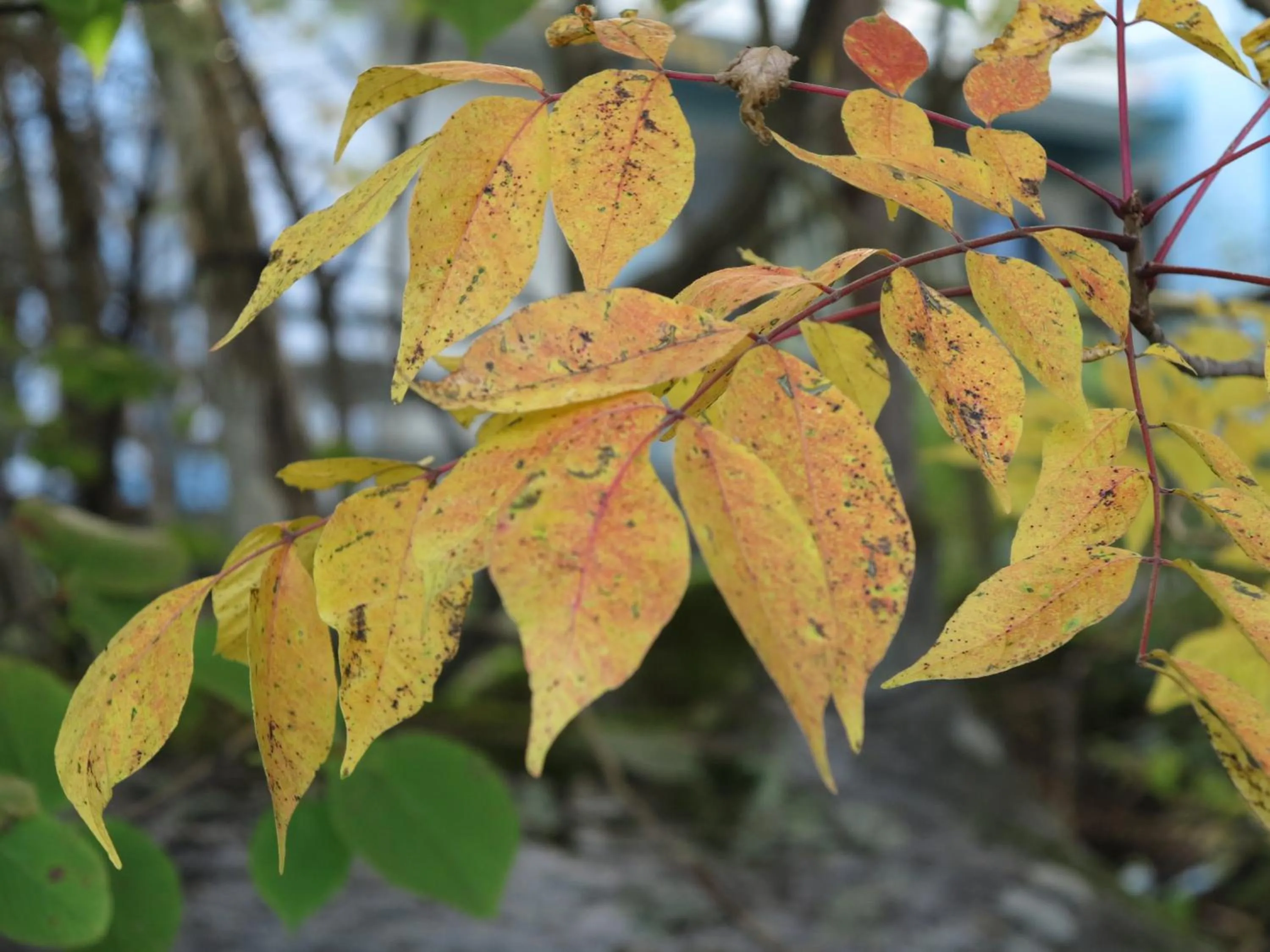Nearby landmark in Shikino Yado Subaru