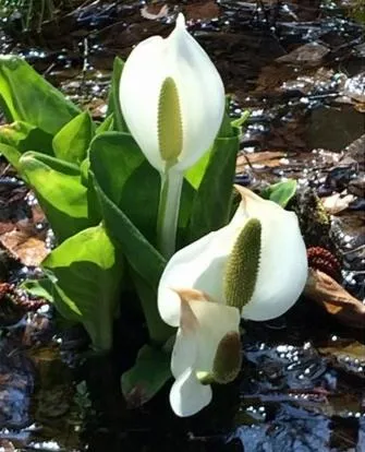 Other in Shikino Yado Subaru