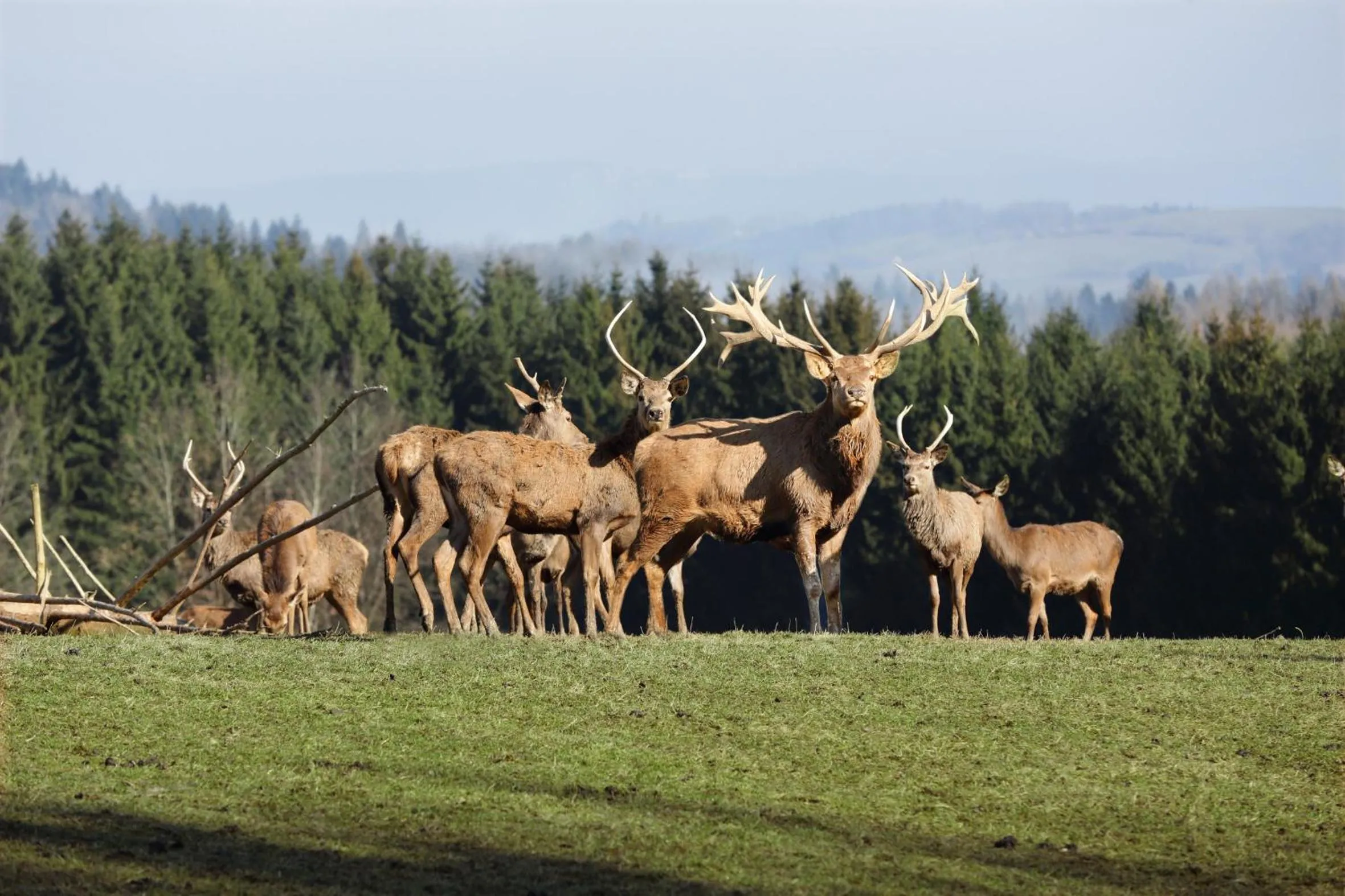 Garden in Schätzlhof OHG