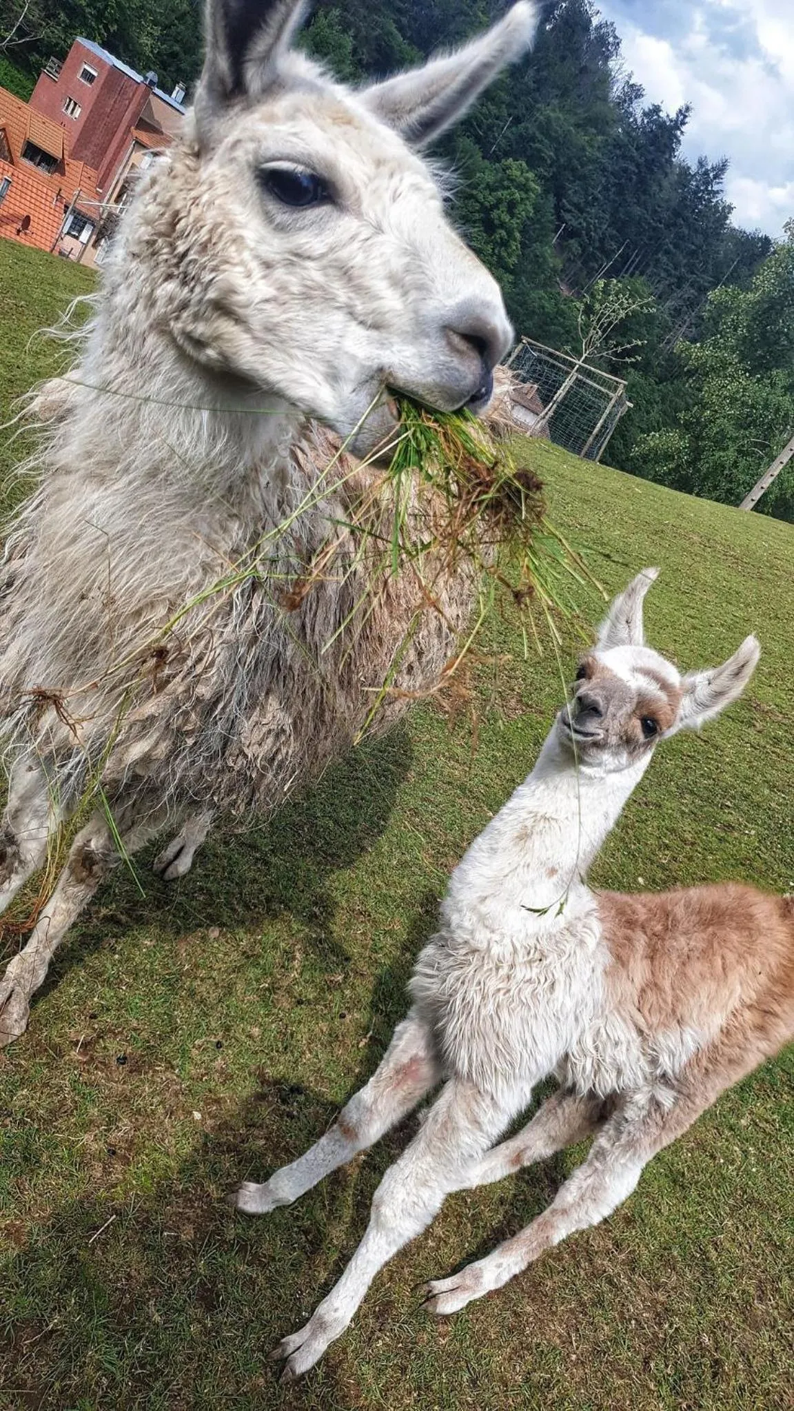 Logis Hôtel Restaurant La Petite Auberge Alsace