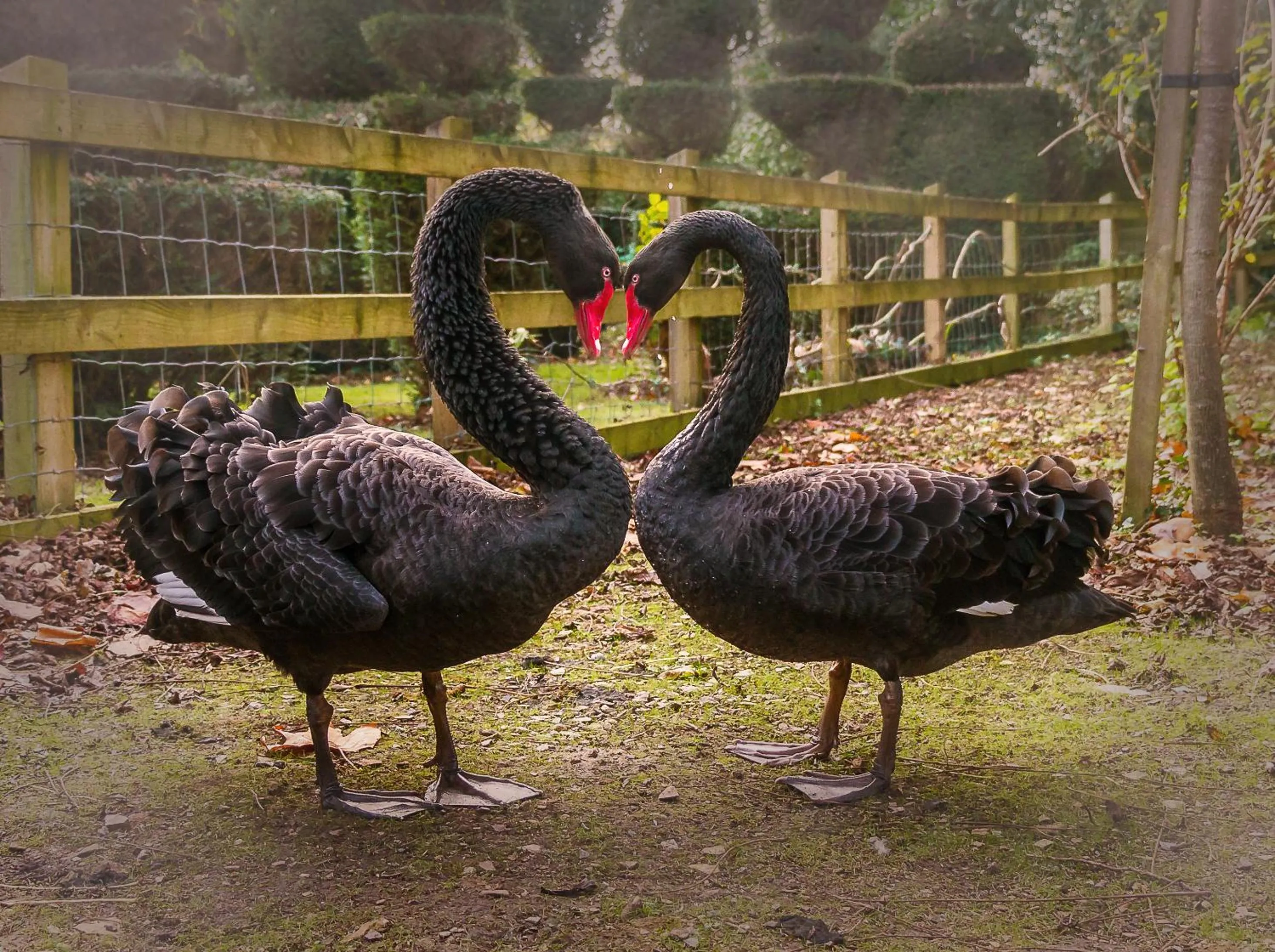 The Lynch Country House