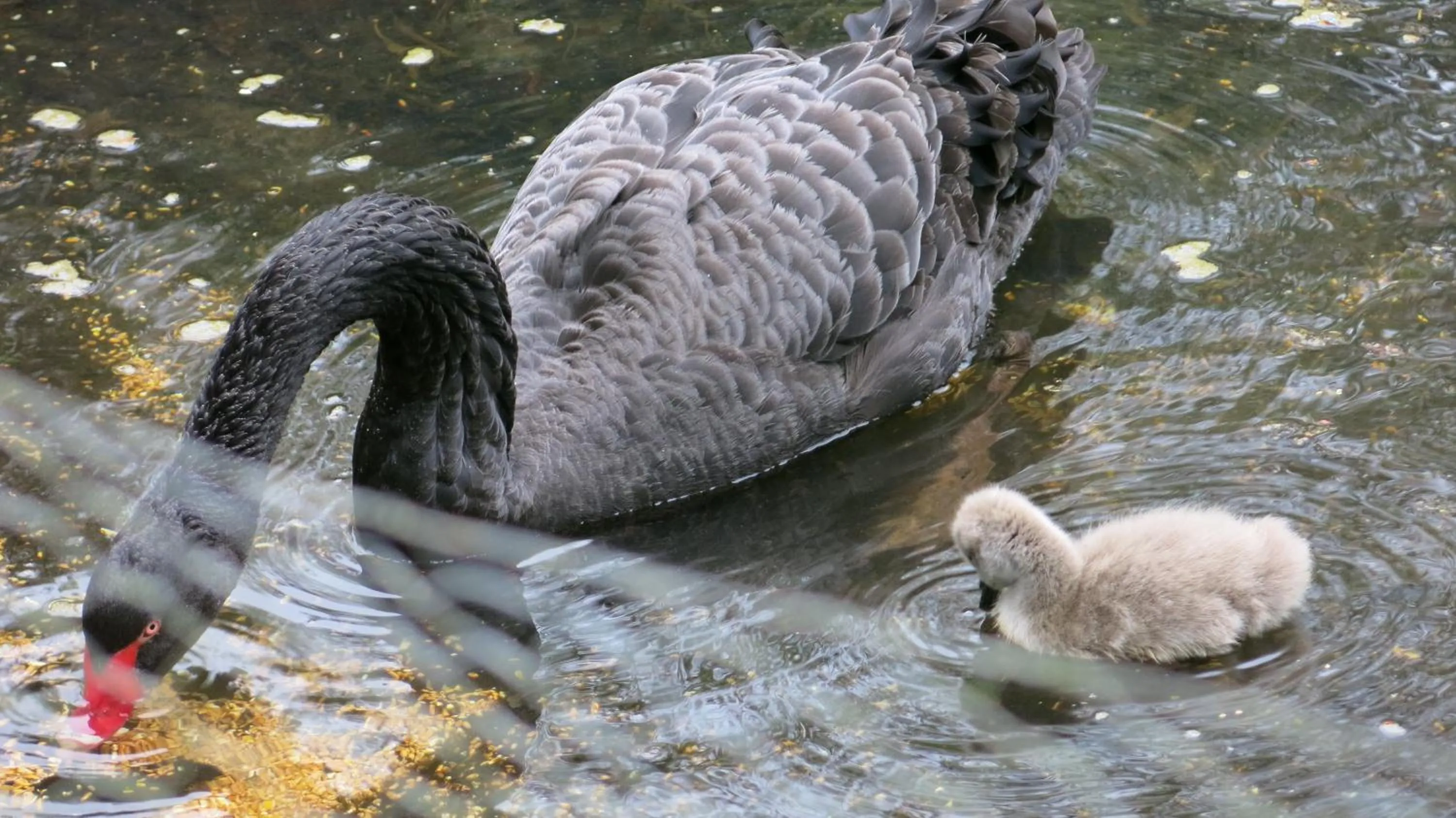 The Lynch Country House