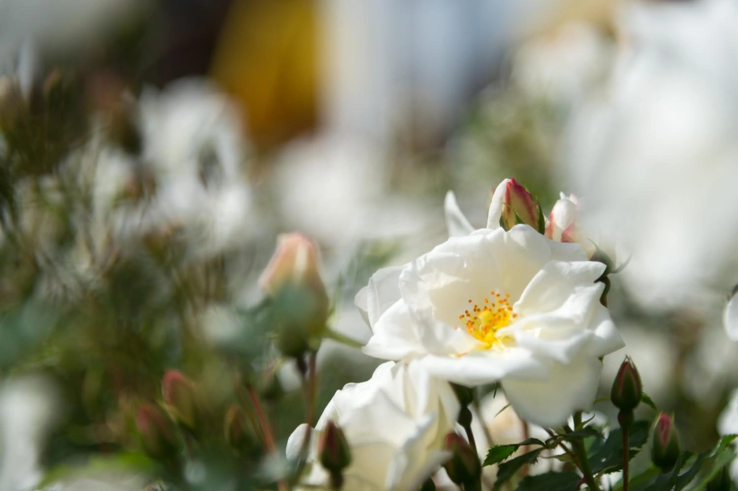 Garden in Hotel Mirabell