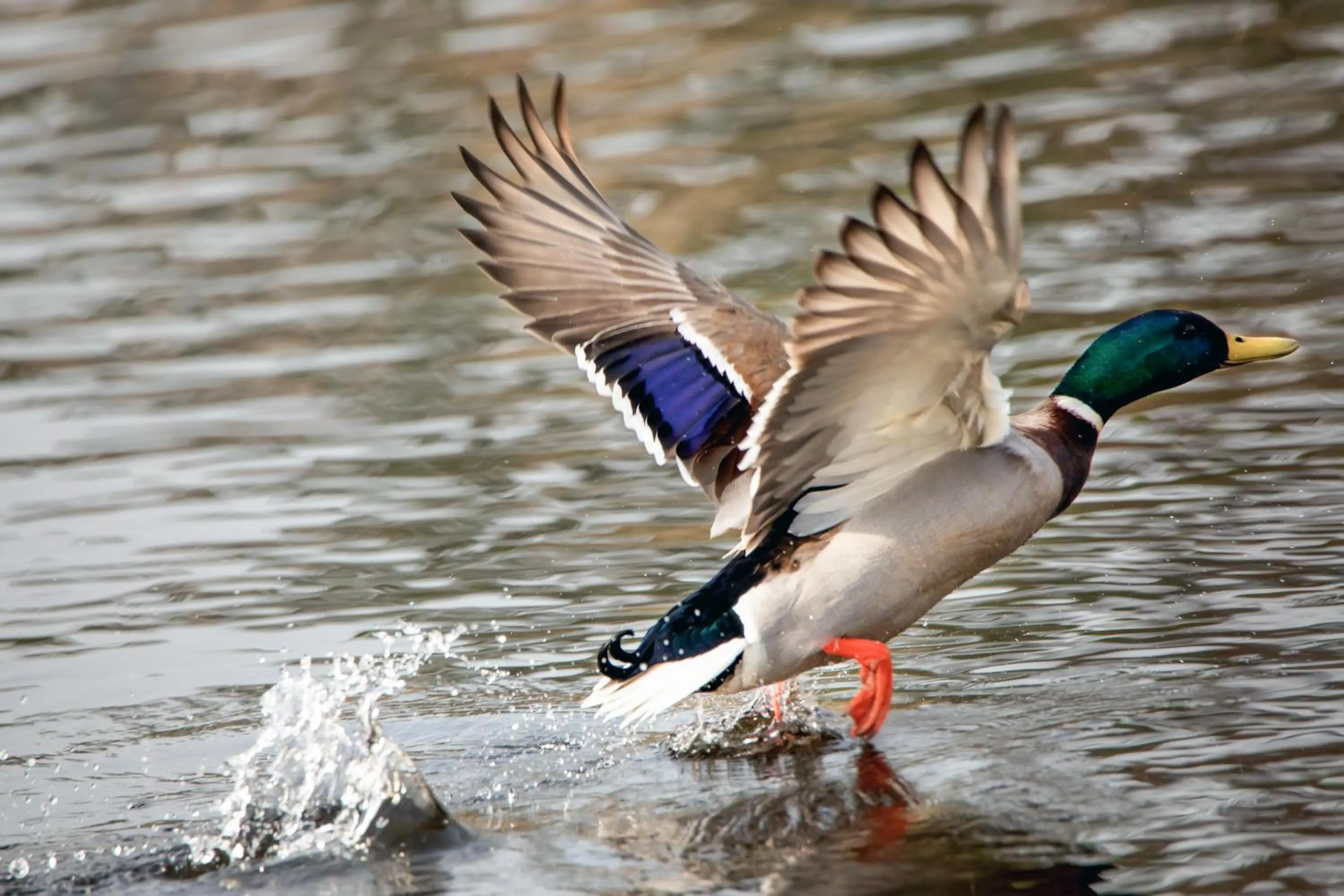 Location in Brook Lodge Boutique Hotel
