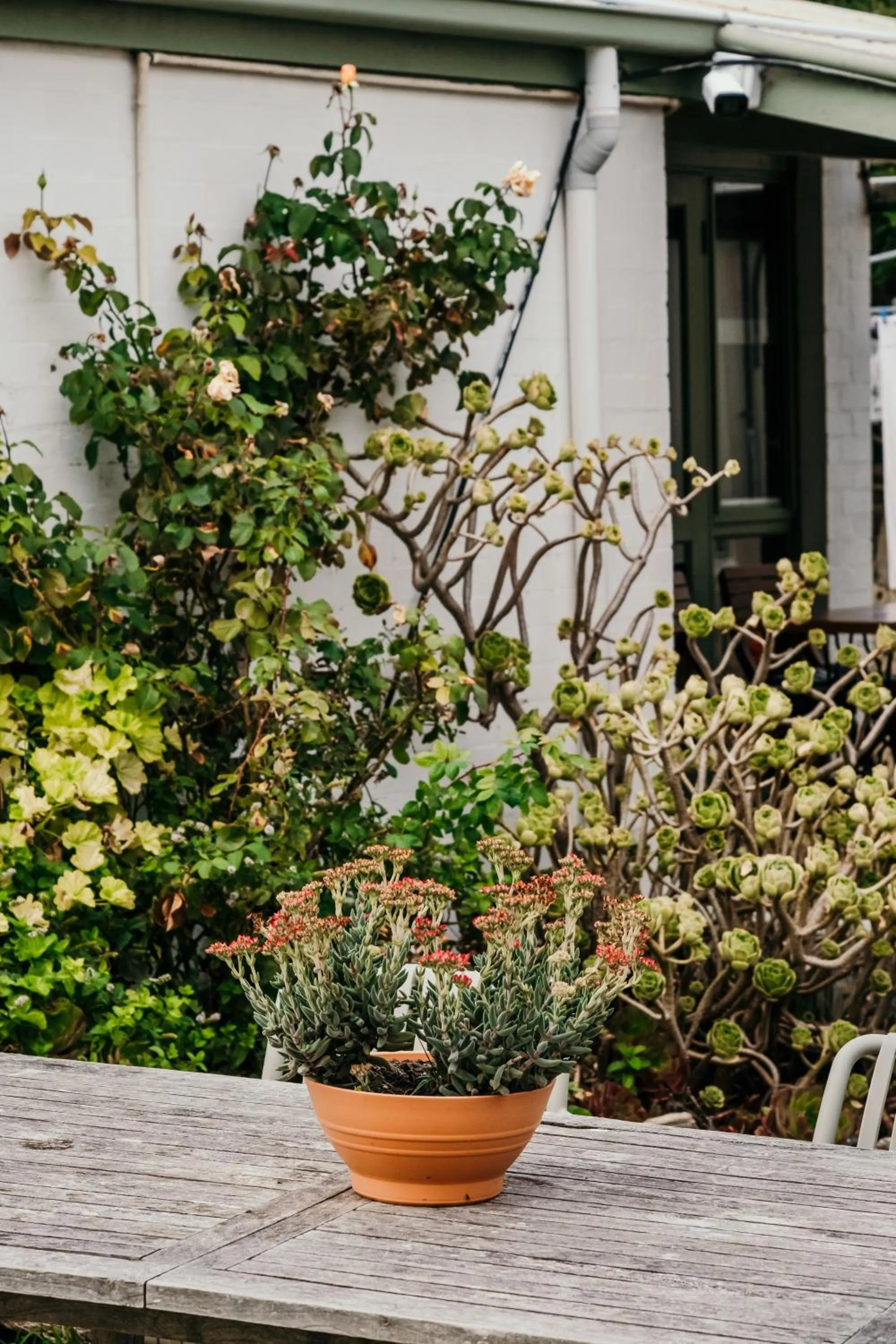 Garden in The Wandering Whale Port Fairy