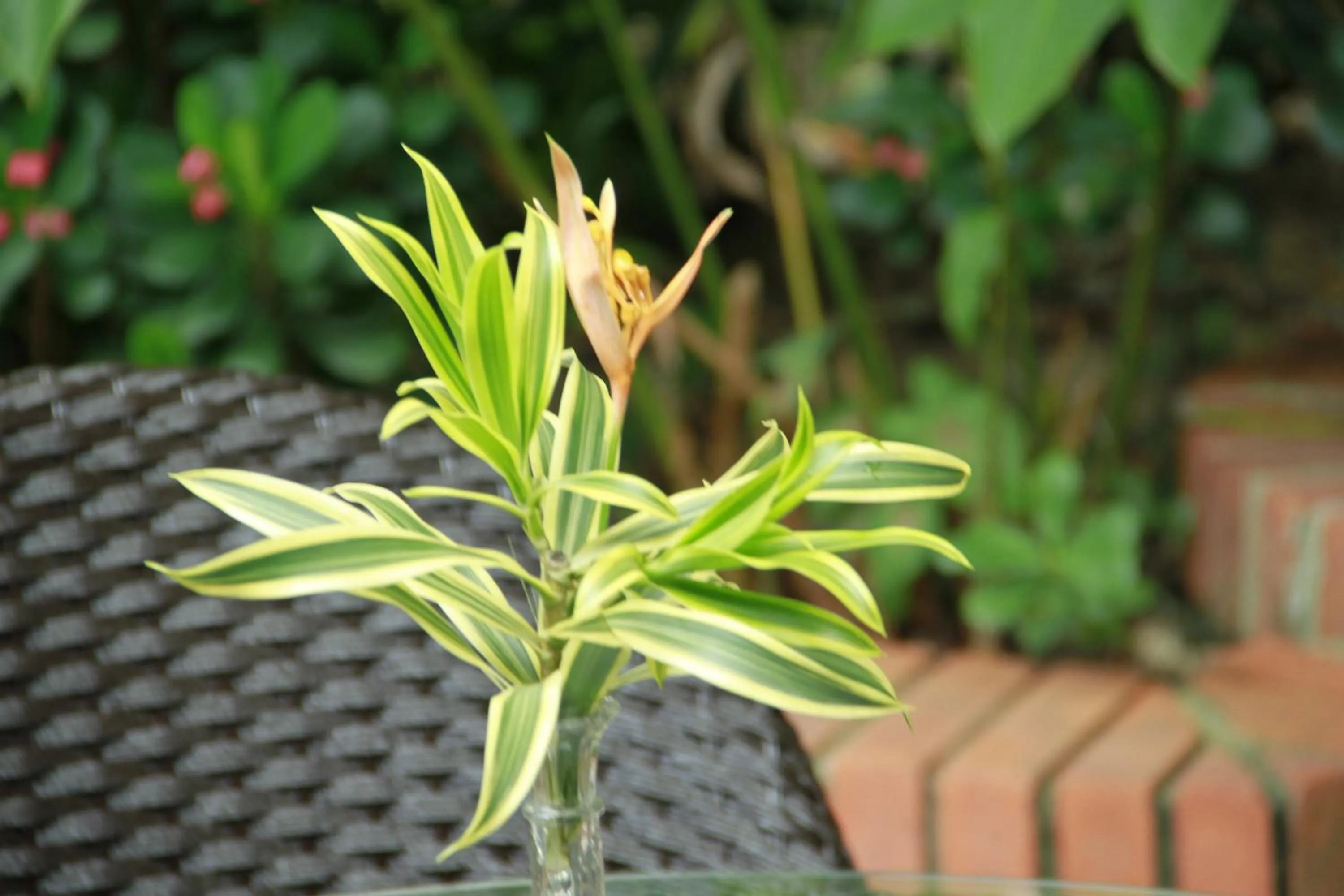 Garden in Hotel Casa Colonial