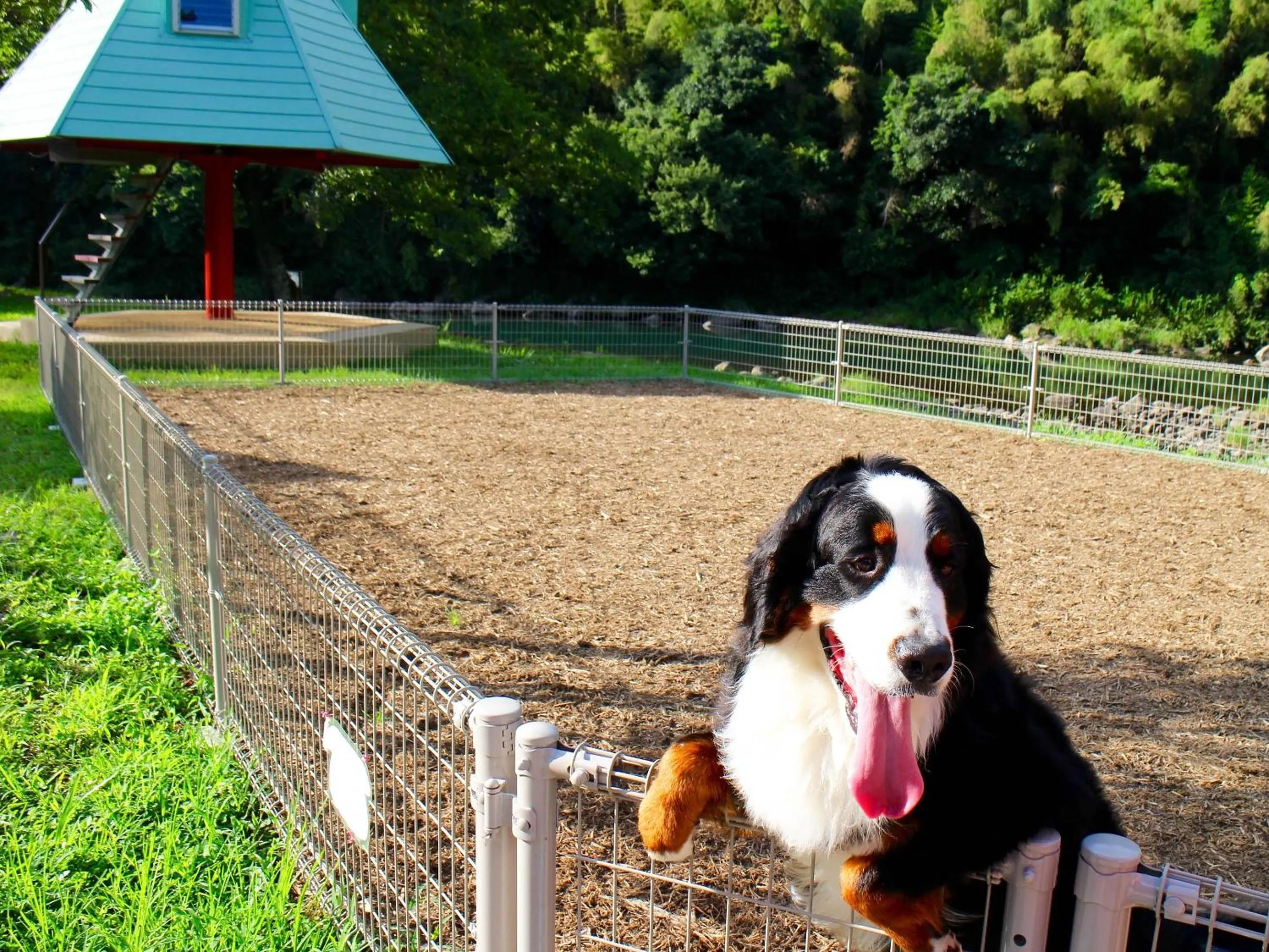 Animals in Lodge Kiyokawa