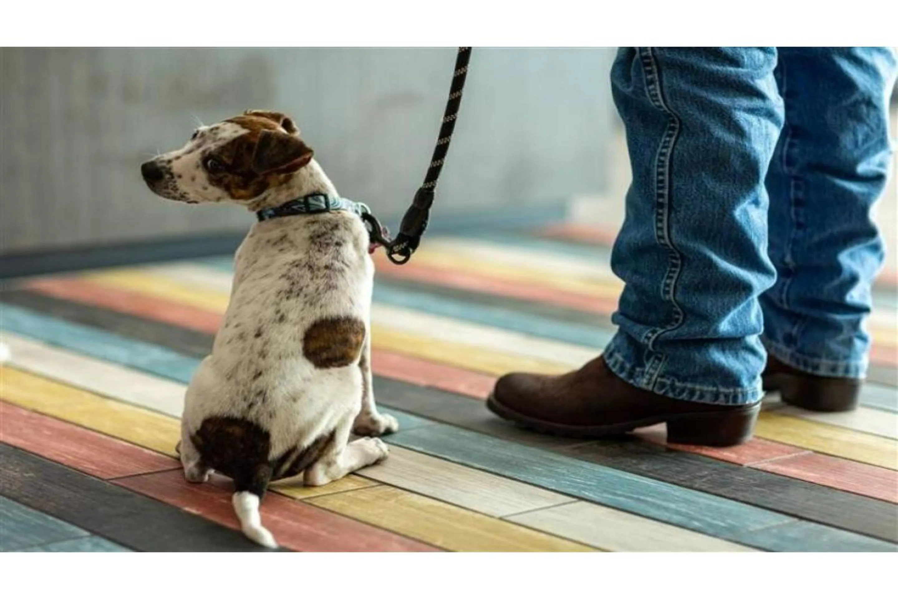 pet friendly in Motel 6 Tucson, AZ Airport Kino Sports Complex