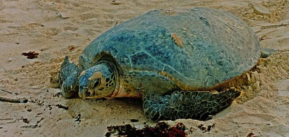 Nearby landmark in Hello Kitty Signature Suite