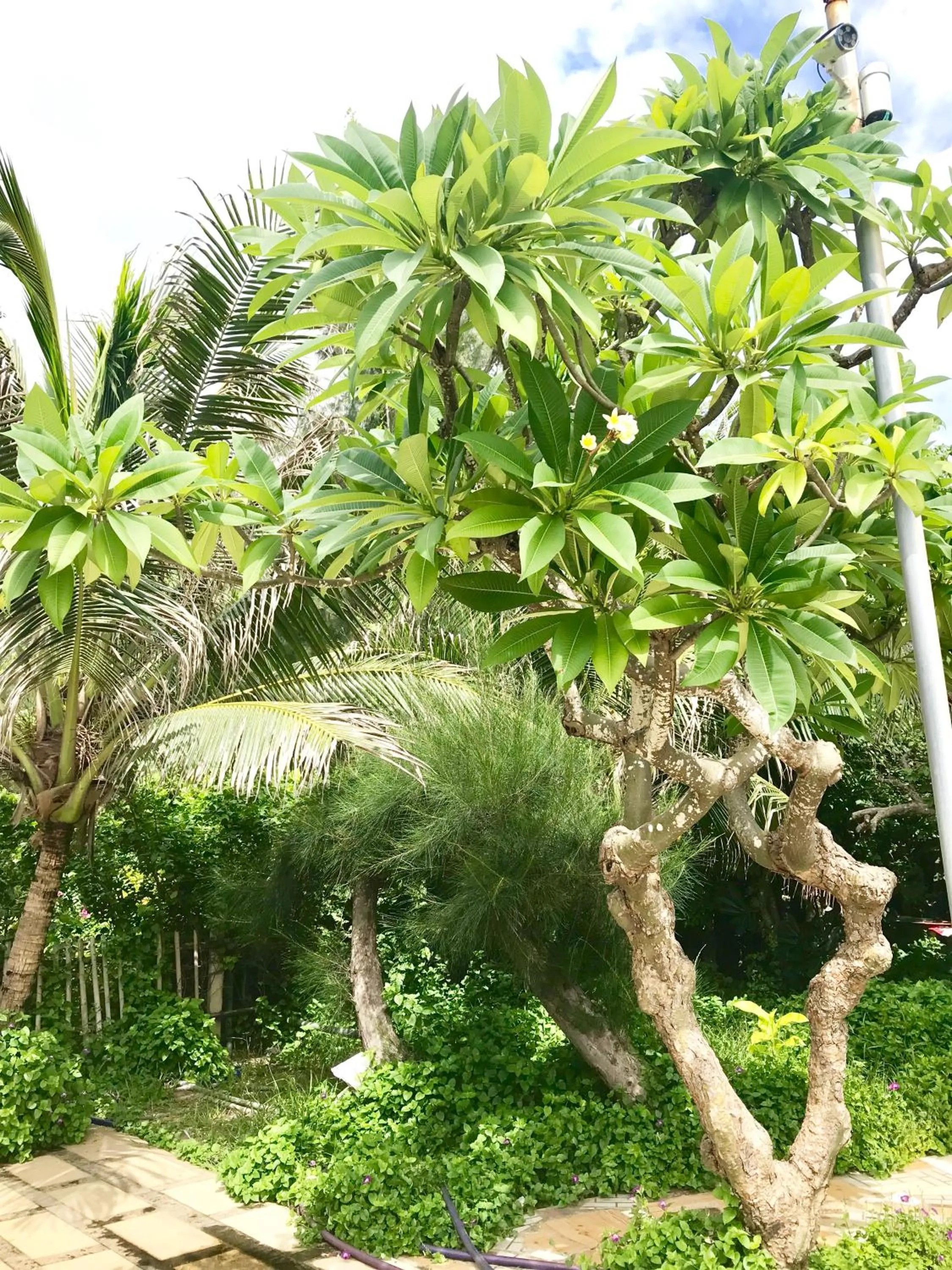 Oceanward Hotel & Resort