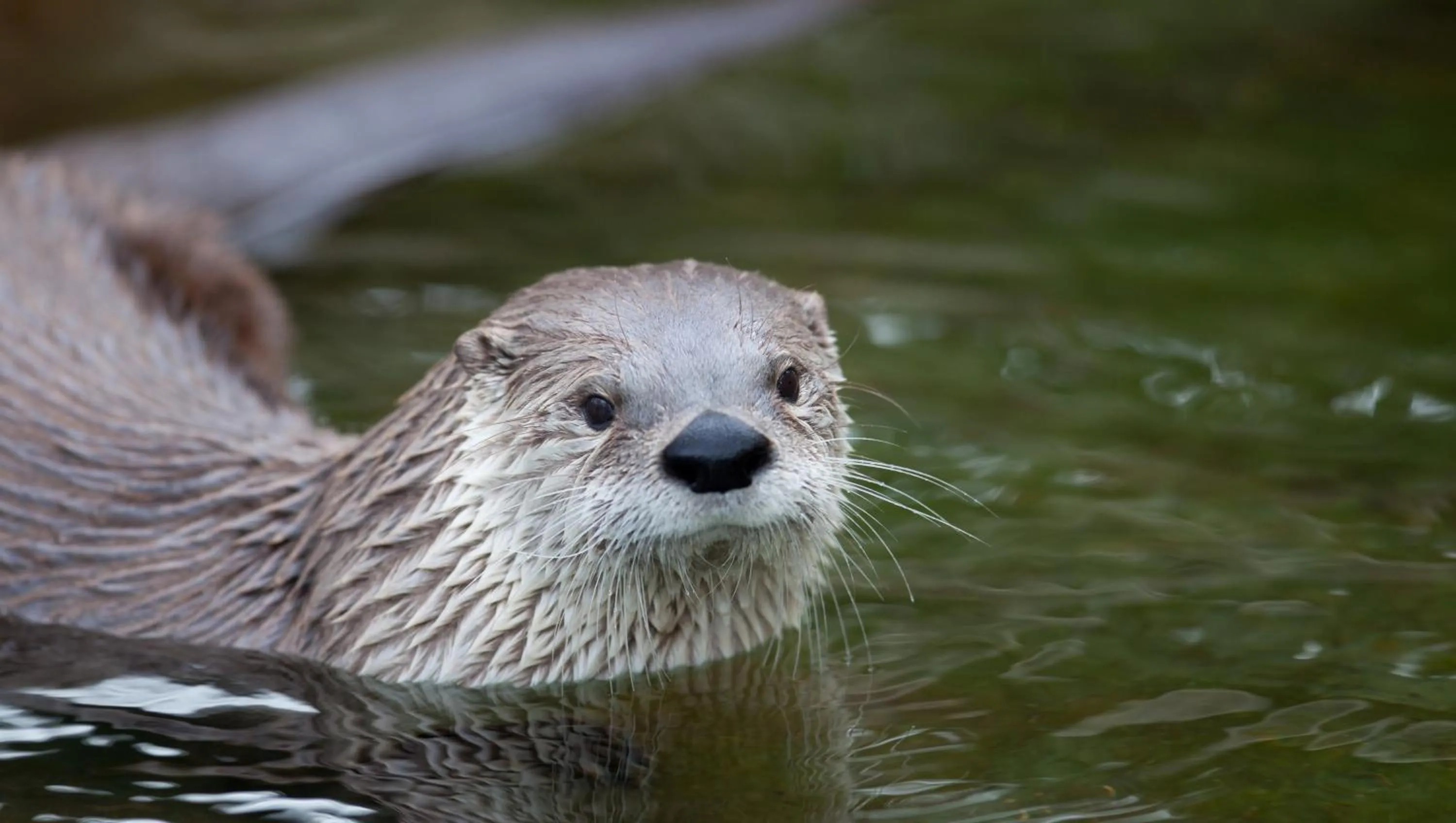 Nearby landmark in The Catrina Hotel