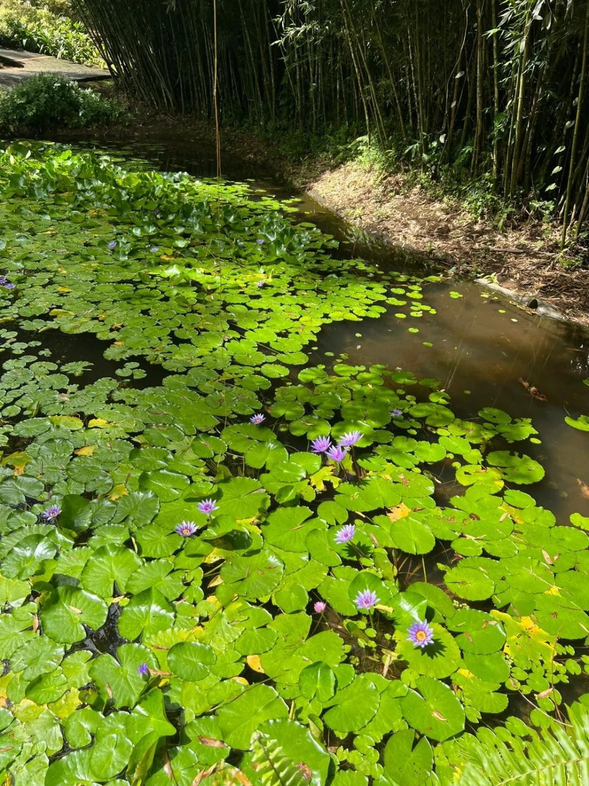 Natural landscape in Alyzes Diamant