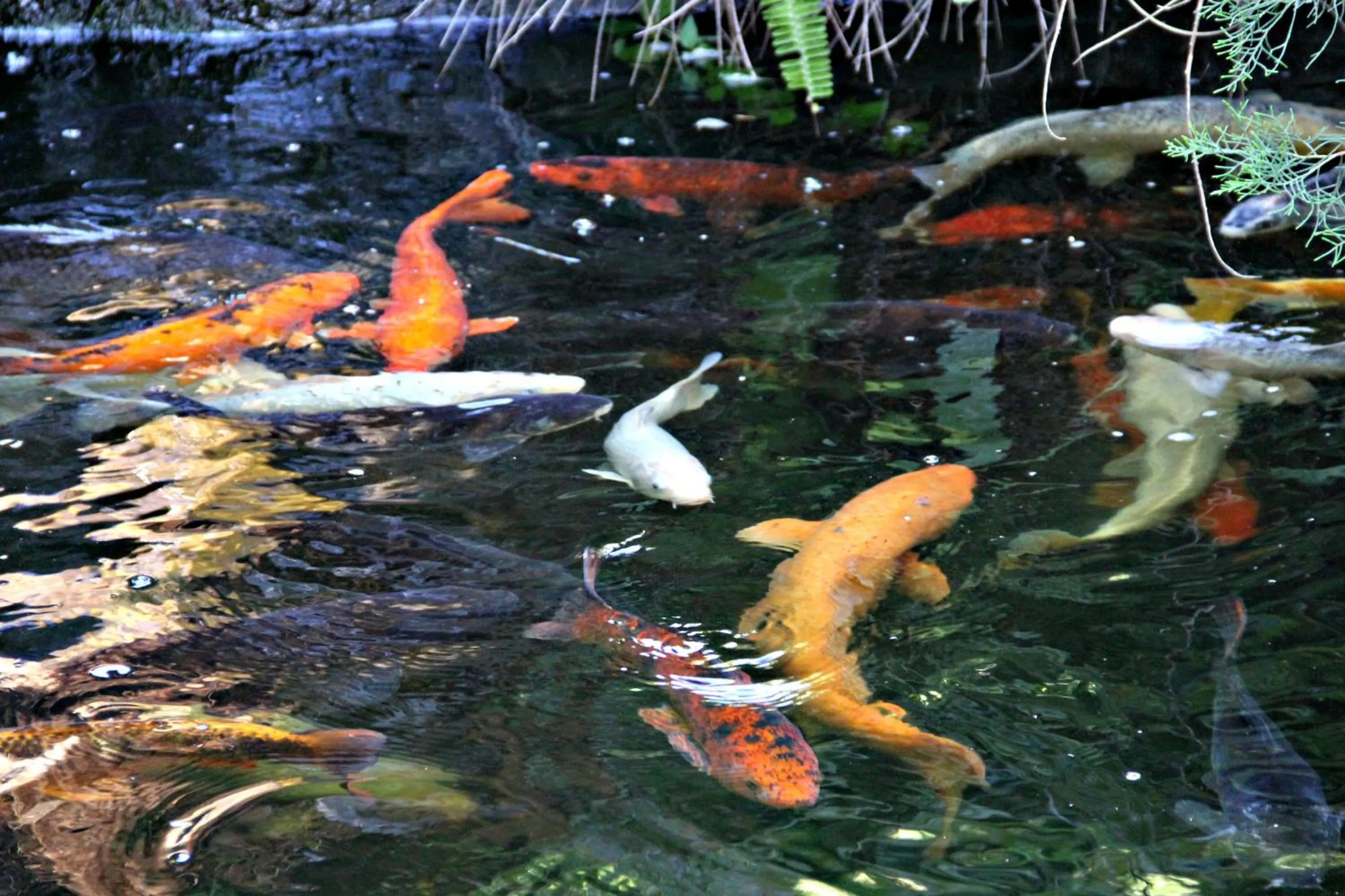 Natural landscape in Browns Manor