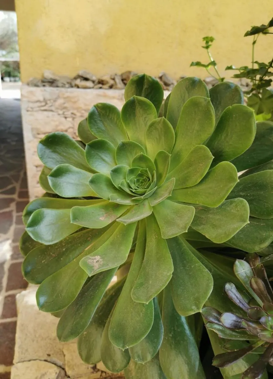 Posada Casa del Minero