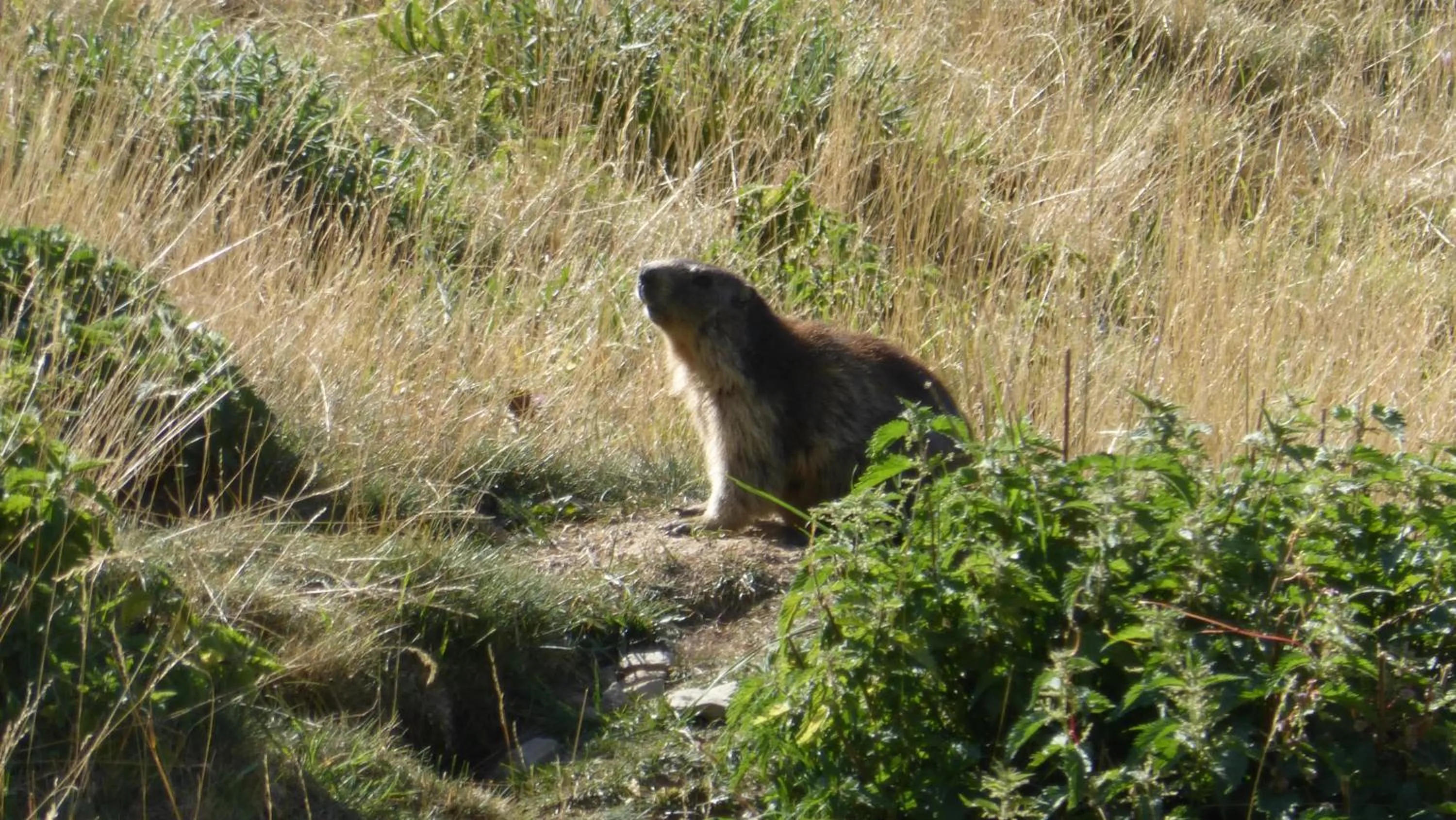 Résidence Les Ecrins