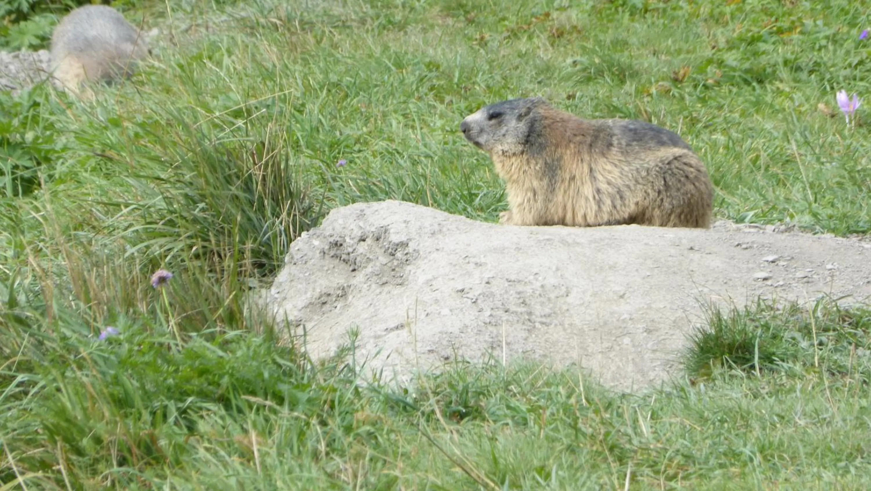 Résidence Les Ecrins