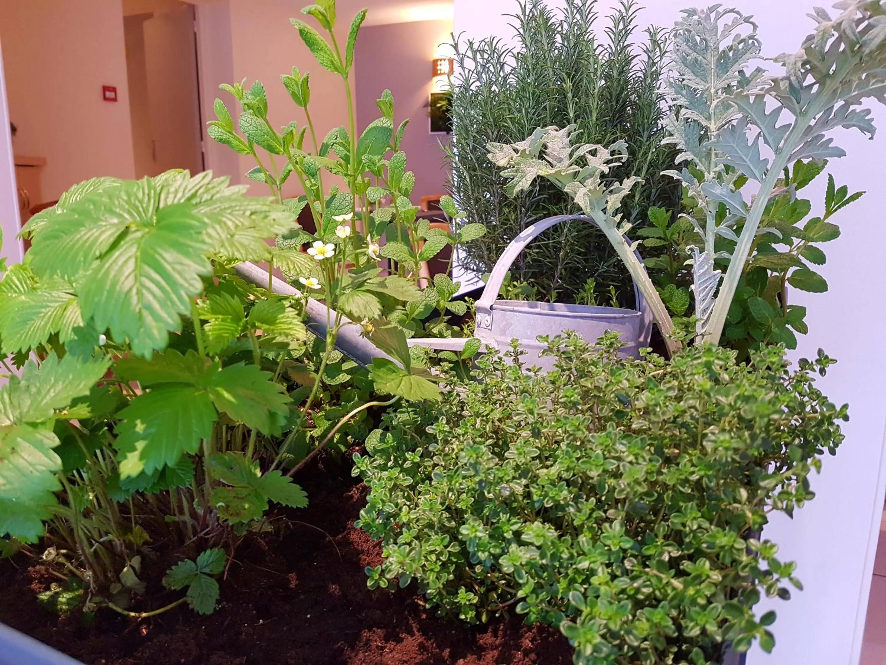 Restaurant/places to eat in Beau Rivage