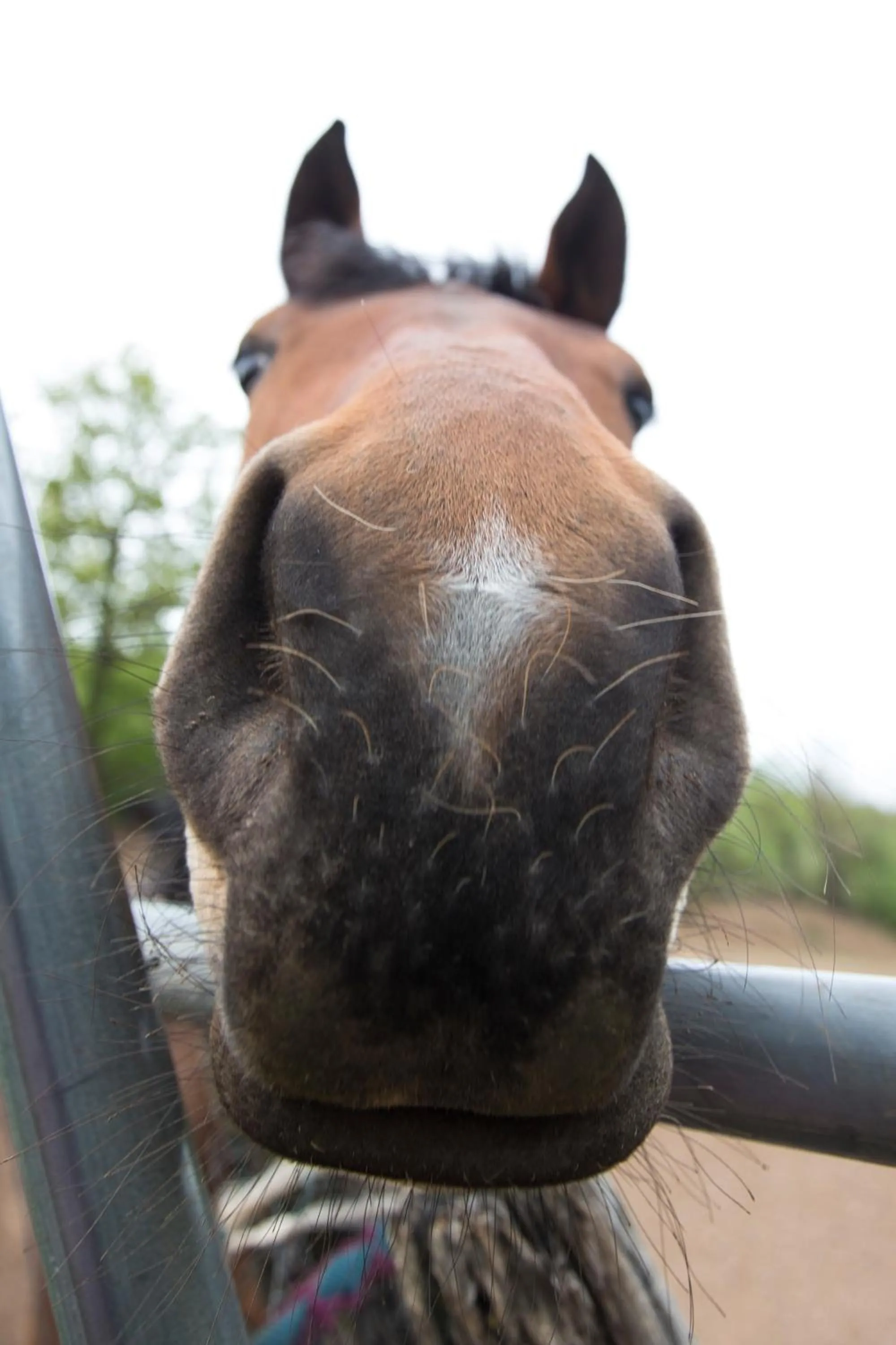 Horse-riding in Sotto Il Cielo Hotel