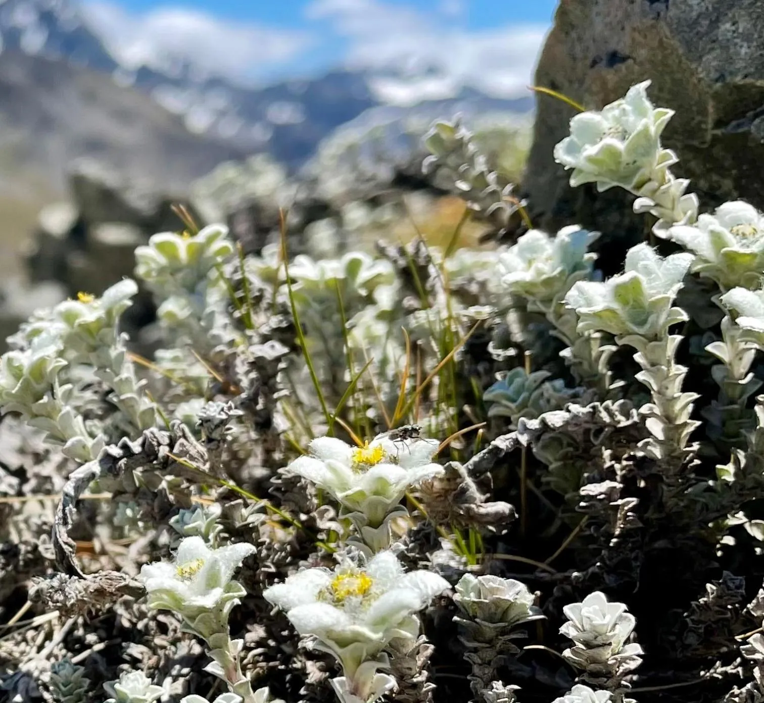 Natural landscape in Arthur's Pass Motel & Lodge