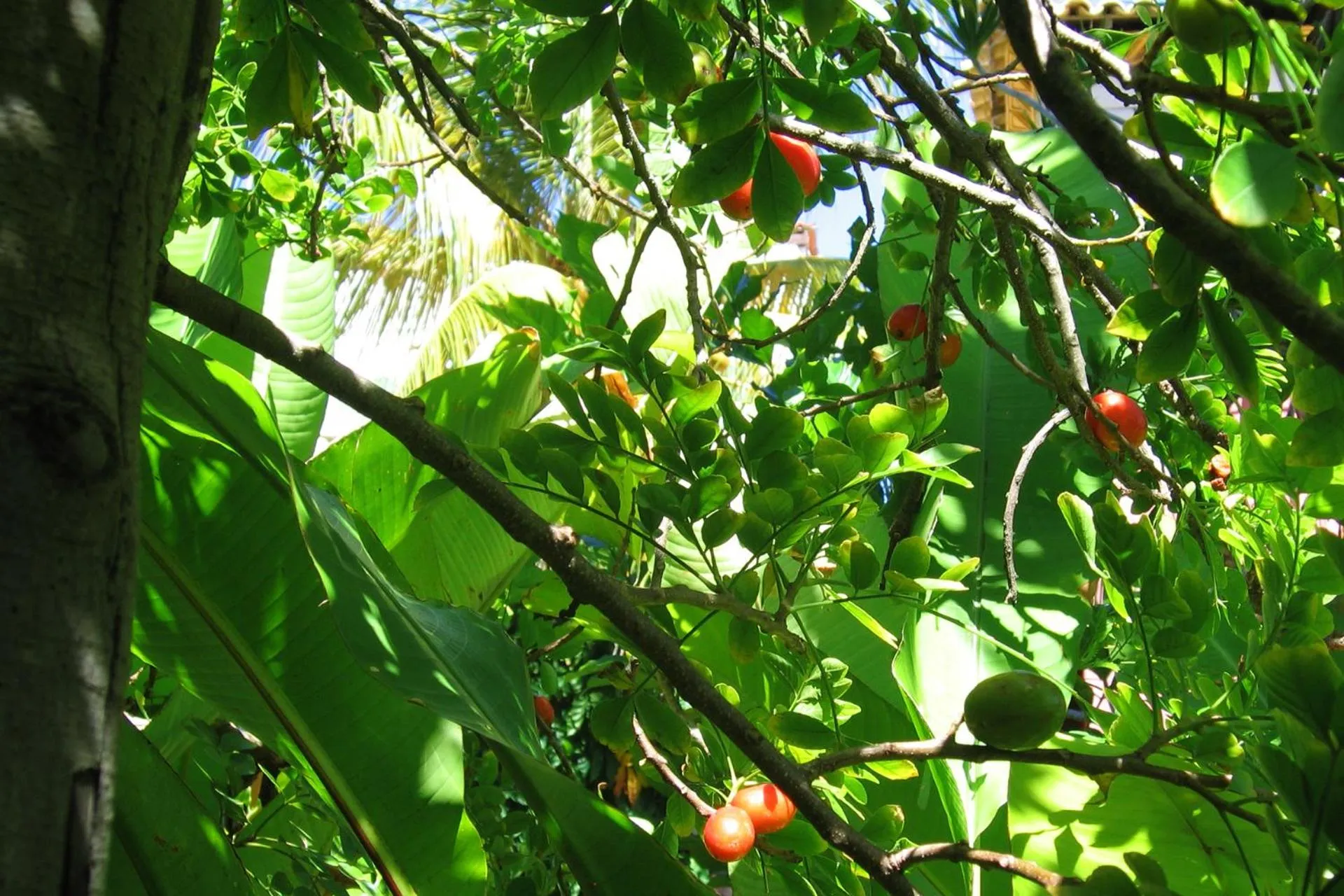Garden in Pousada Dos Artistas
