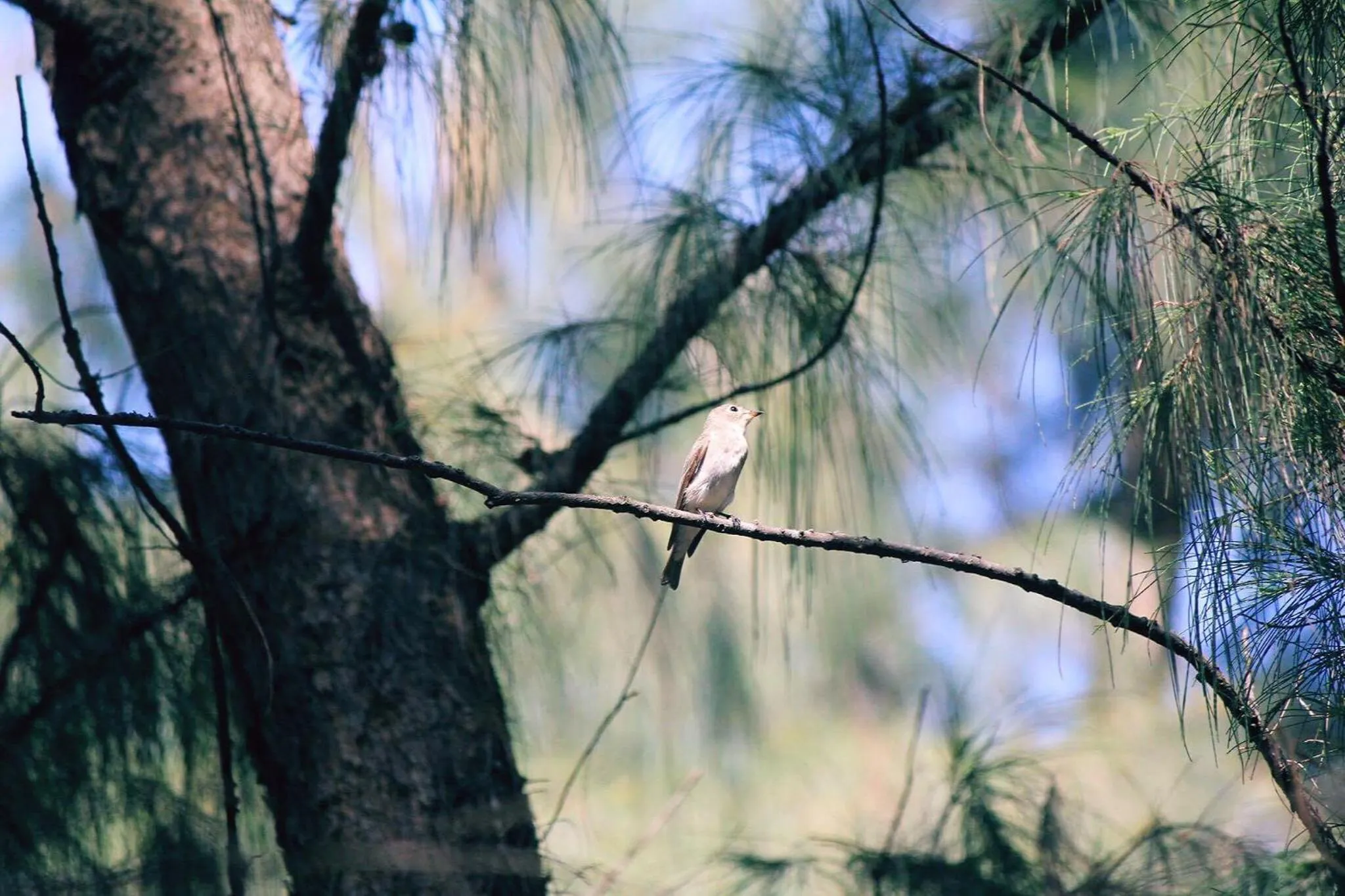 Natural landscape in KA VILLA - AN BANG BEACH, Free pick up 3 nights
